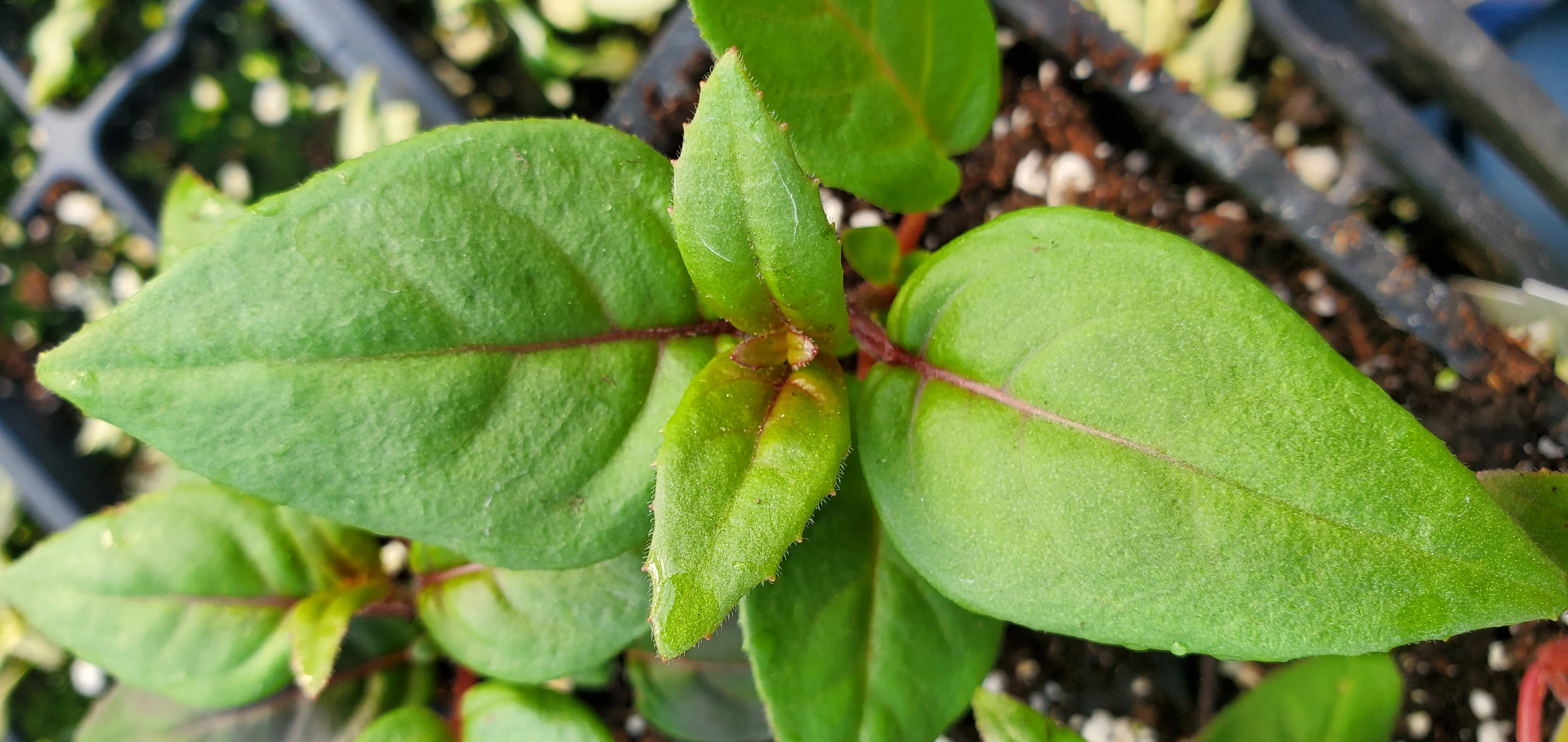 Trailing Marinka Fuchsia - Image 2