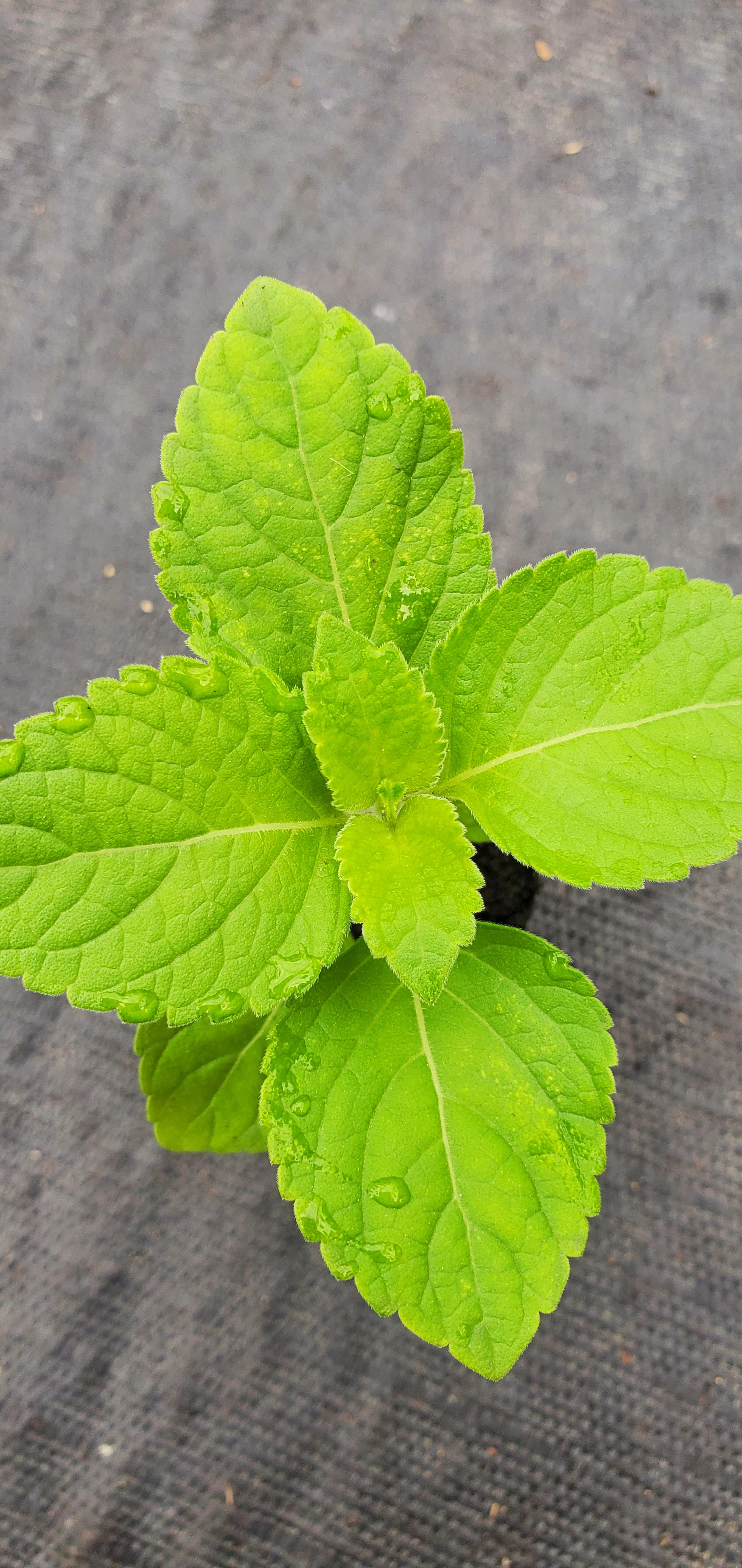 Tree Basil Ocimum Suave