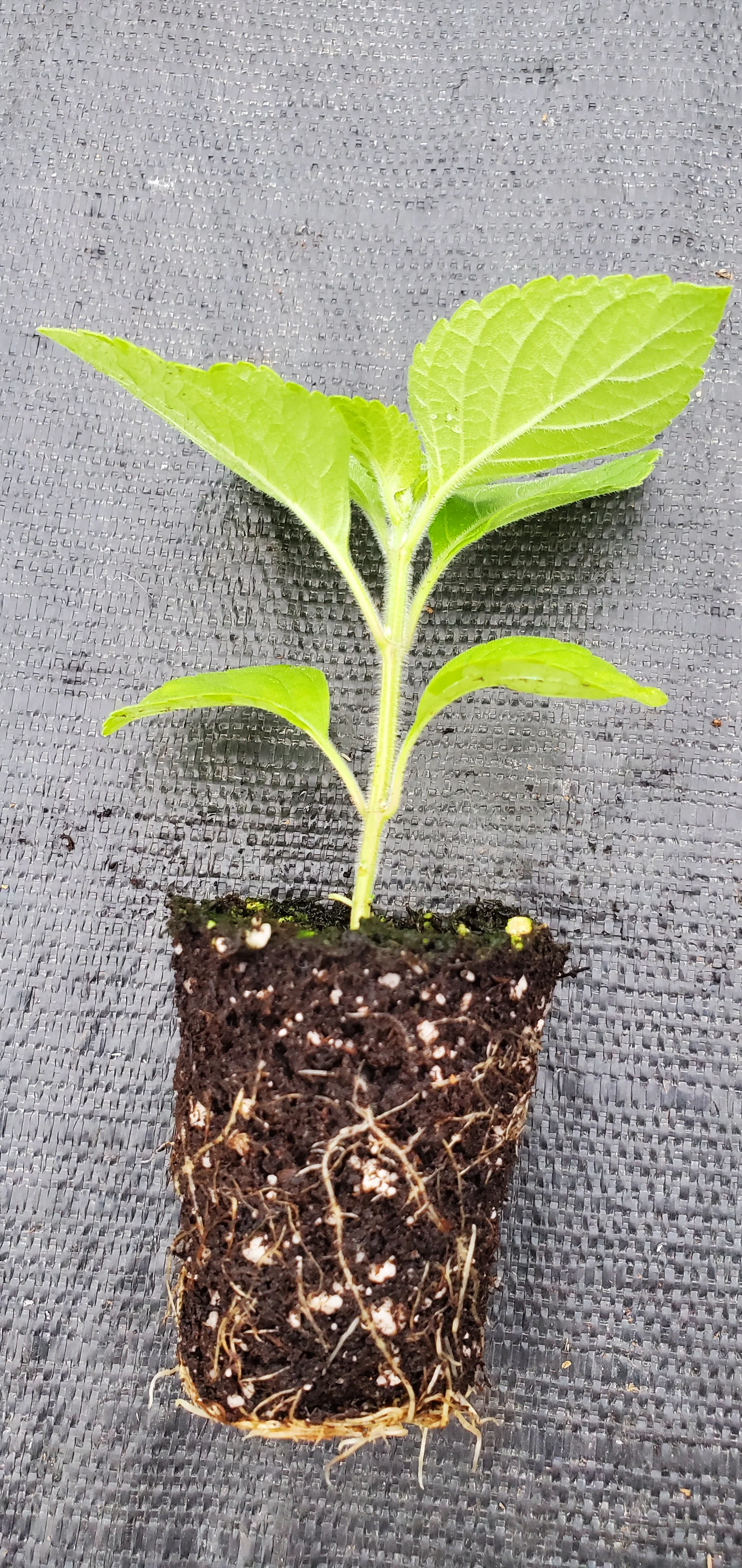 Tree Basil Ocimum Suave - Image 2