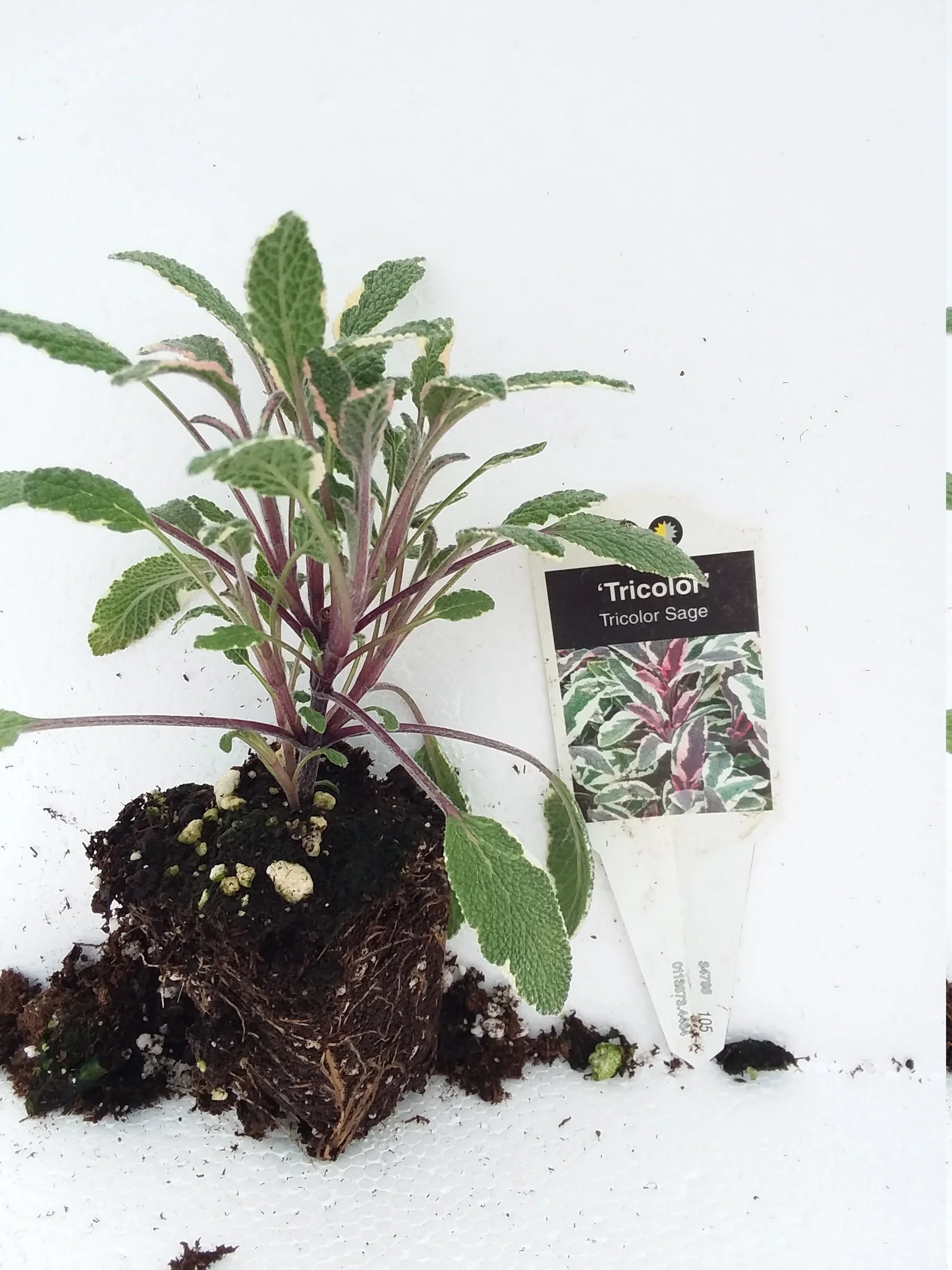 Tricolor Sage - Image 3