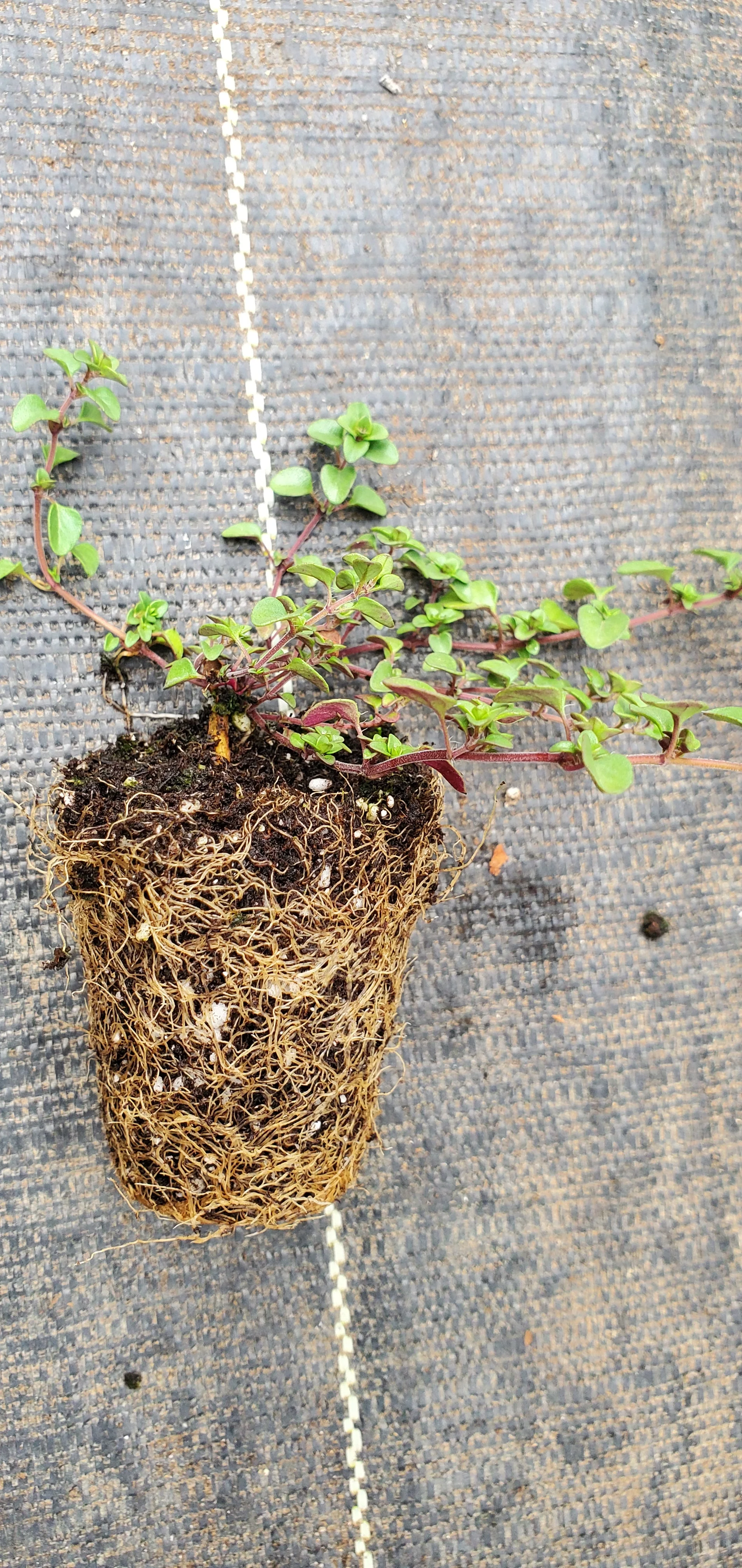 Tufted Thyme Comosus - Image 2