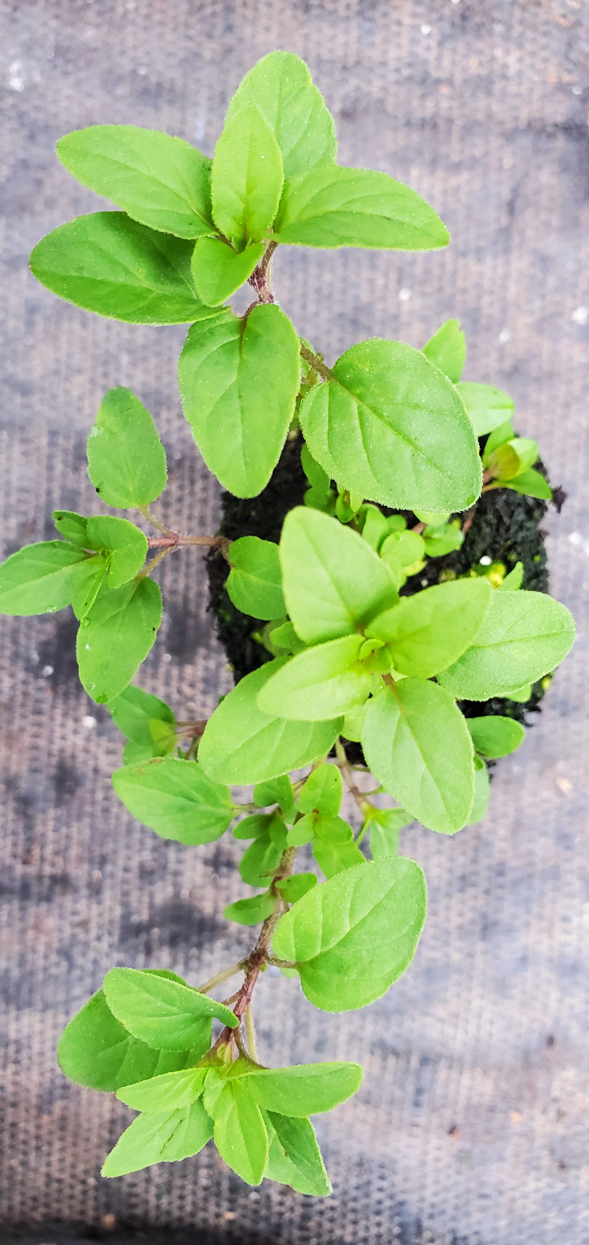Turkestan Oregano