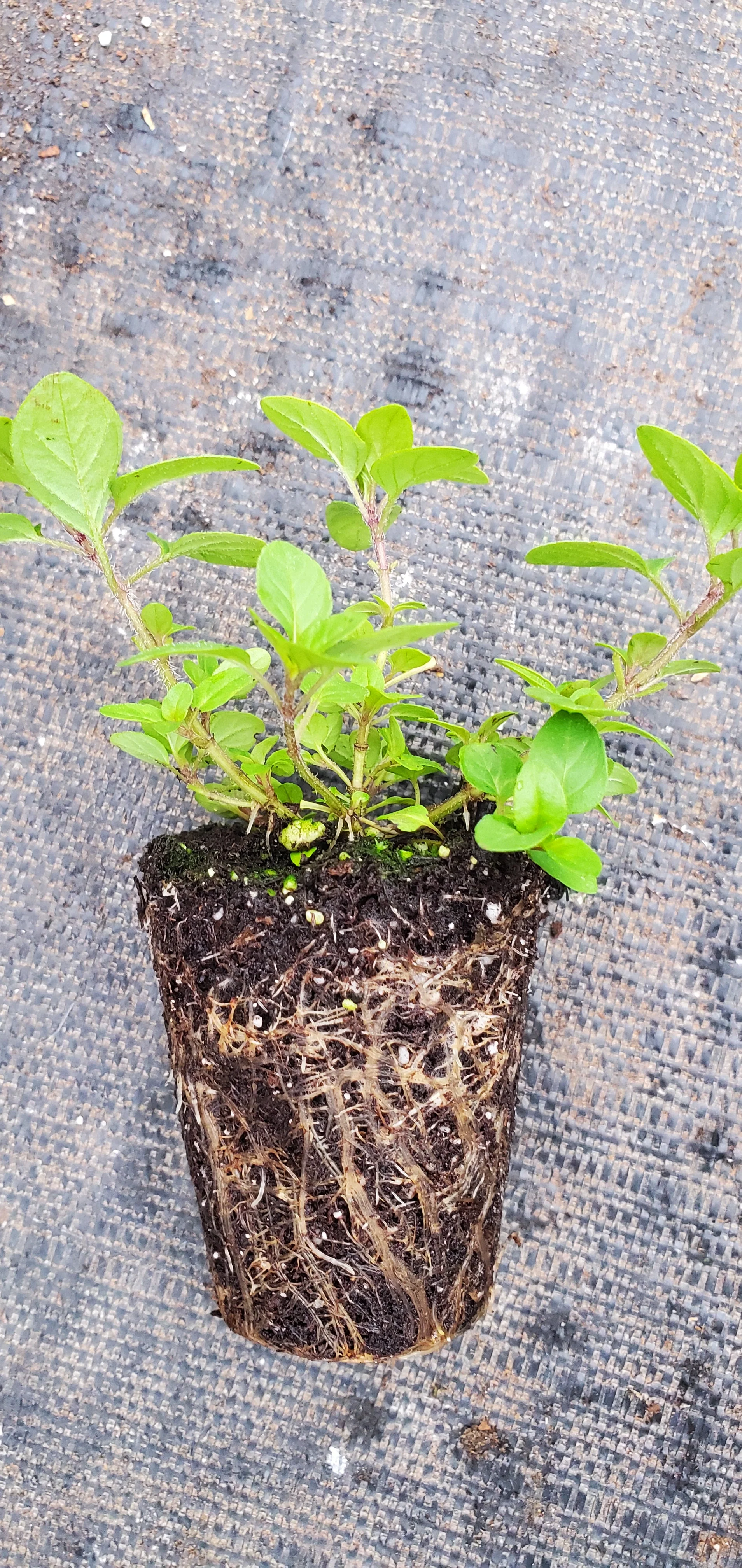 Turkestan Oregano - Image 2