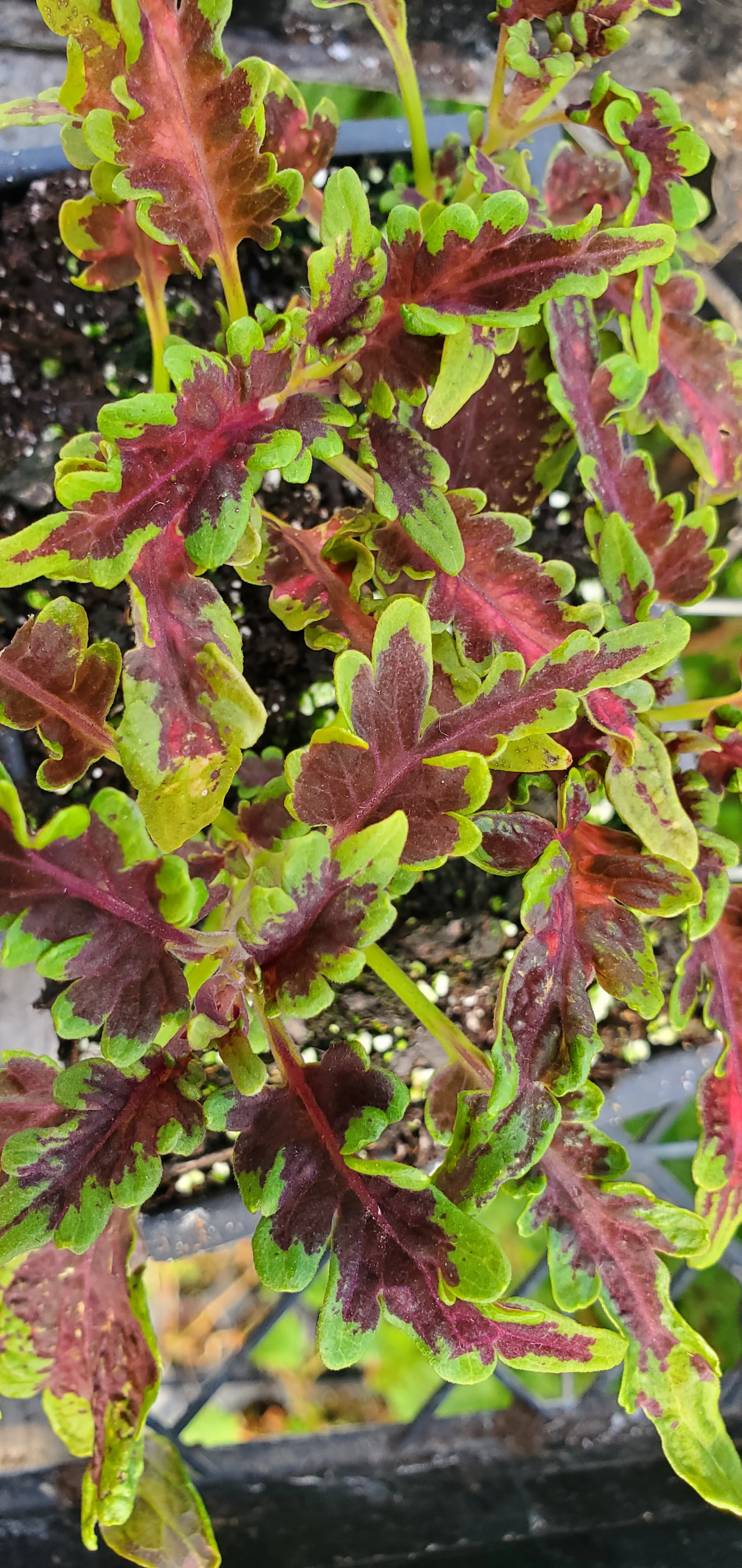 Under The Sea Electric Eel Coleus