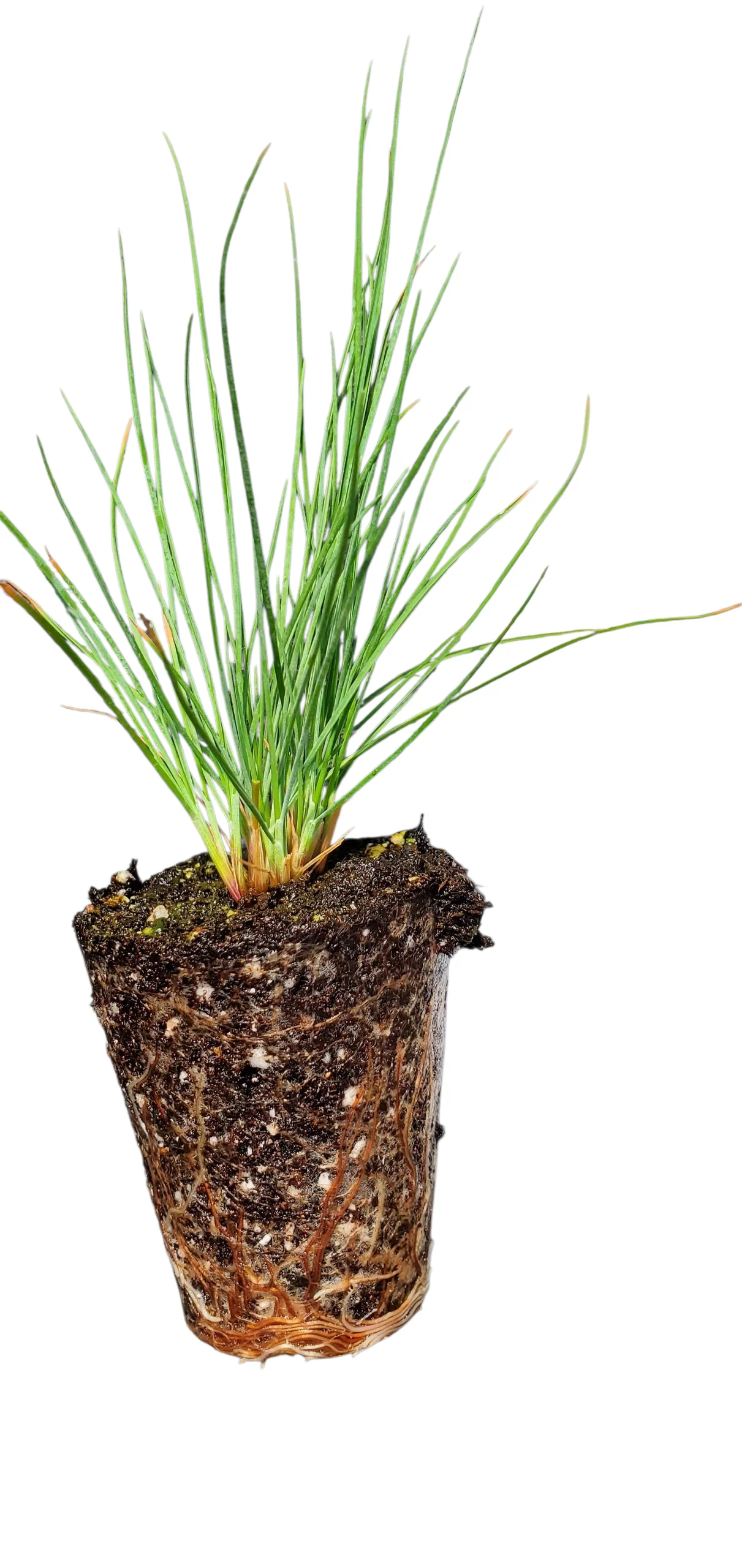 Festuca Elijah Blue - Image 2