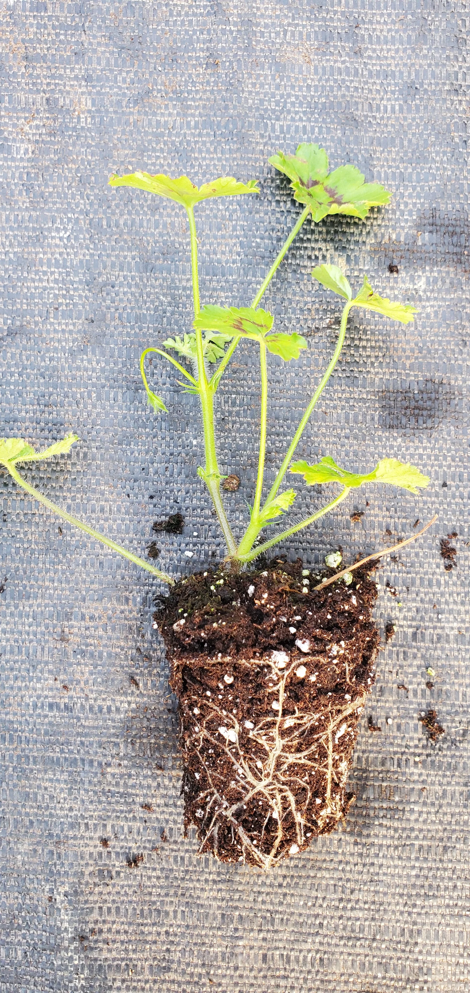 Upright Coconut Pelargonium Elongatum - Image 2