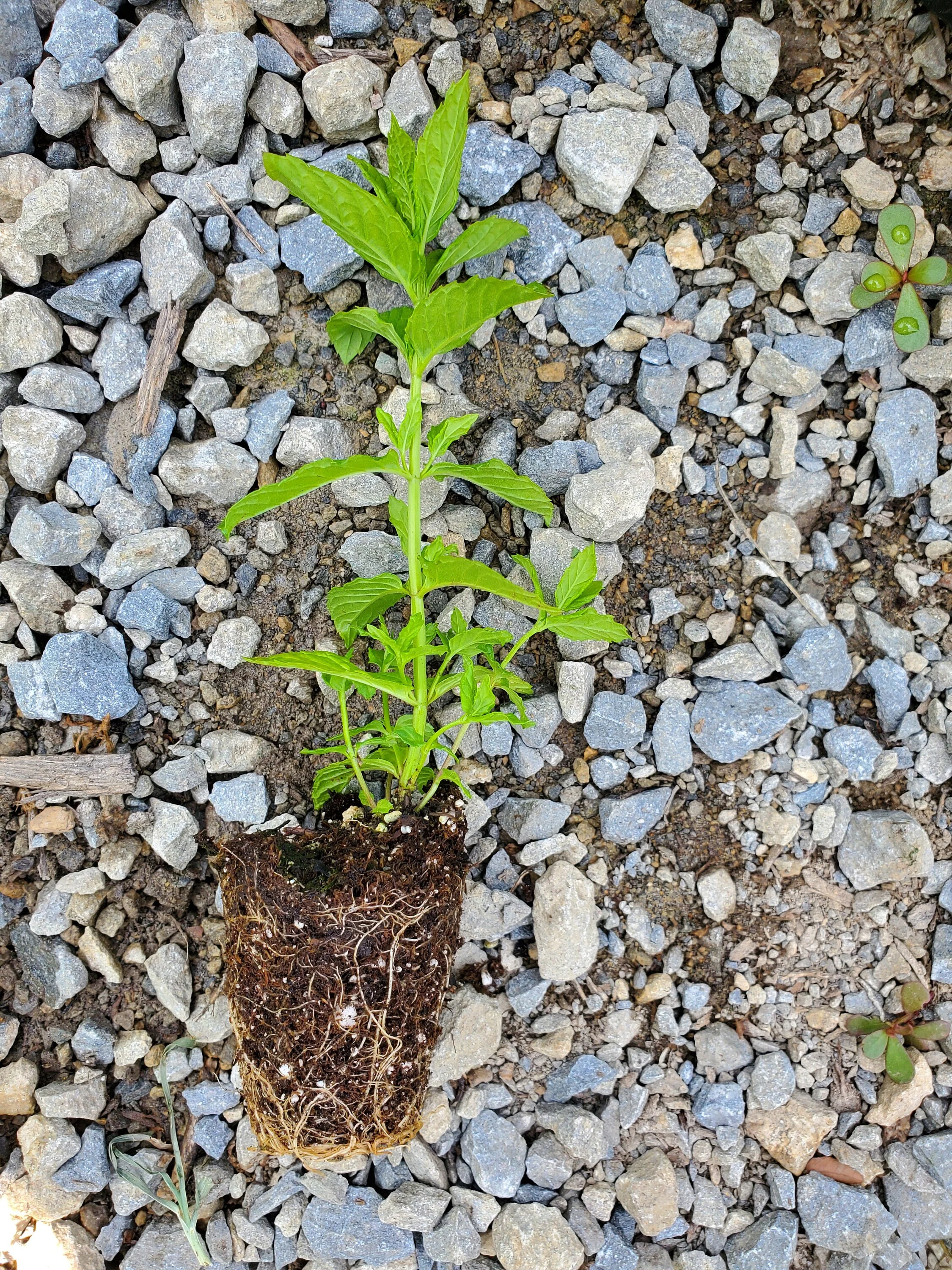 Upright Peppermint Plant mint - Image 2