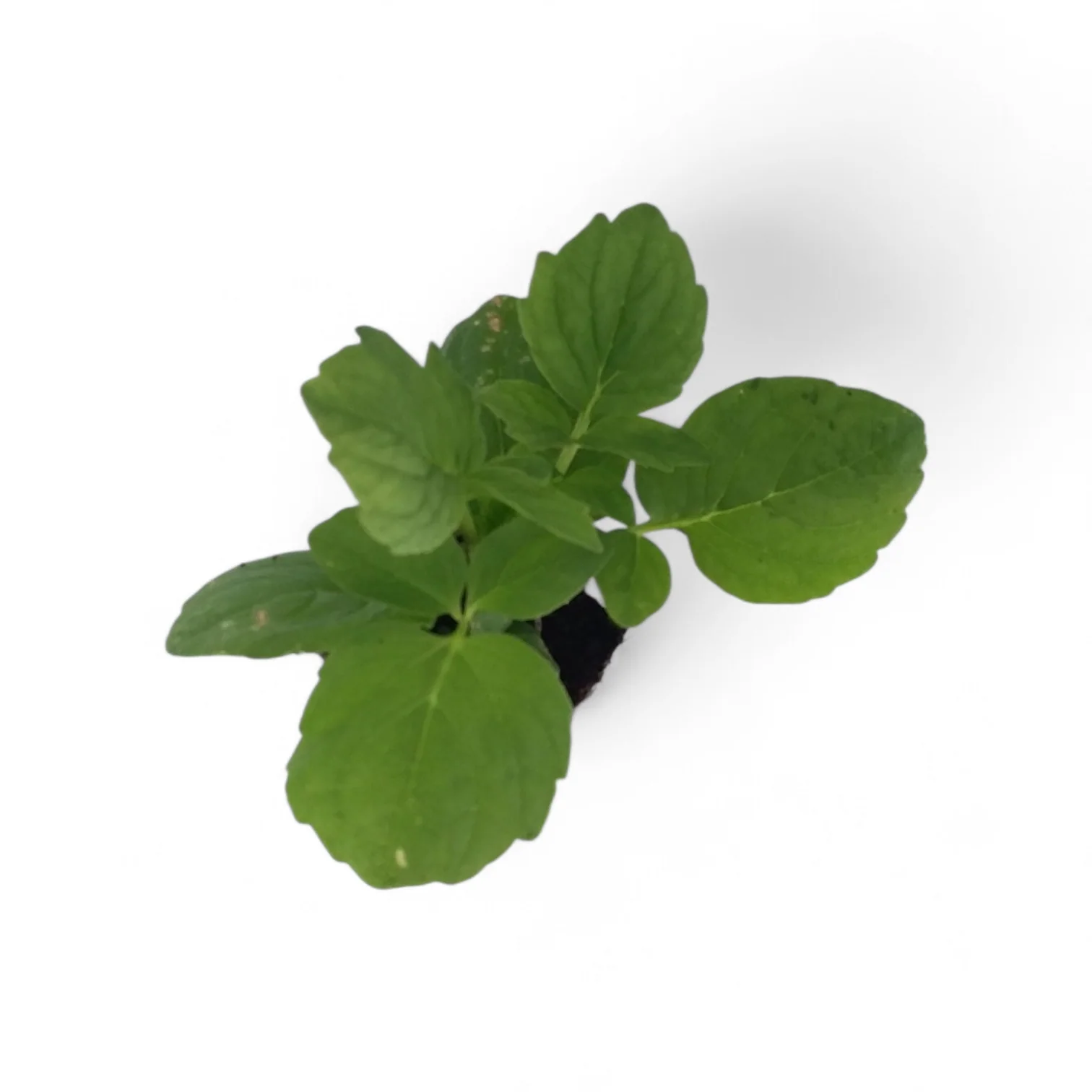 Valerian Valeriana Officinalis starter plant - Image 2
