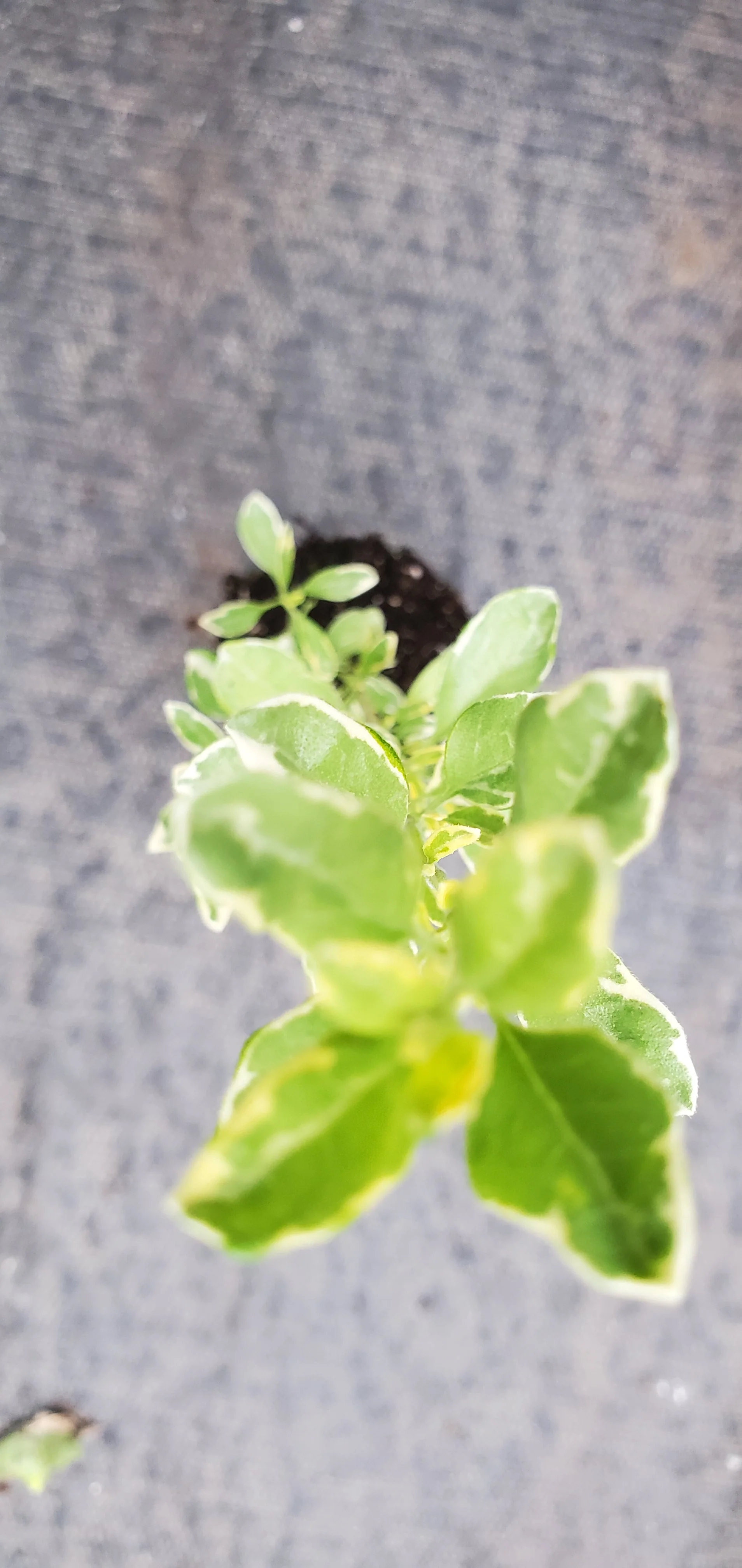 Variegated Autumn Sage Salvia Greggii - Image 2