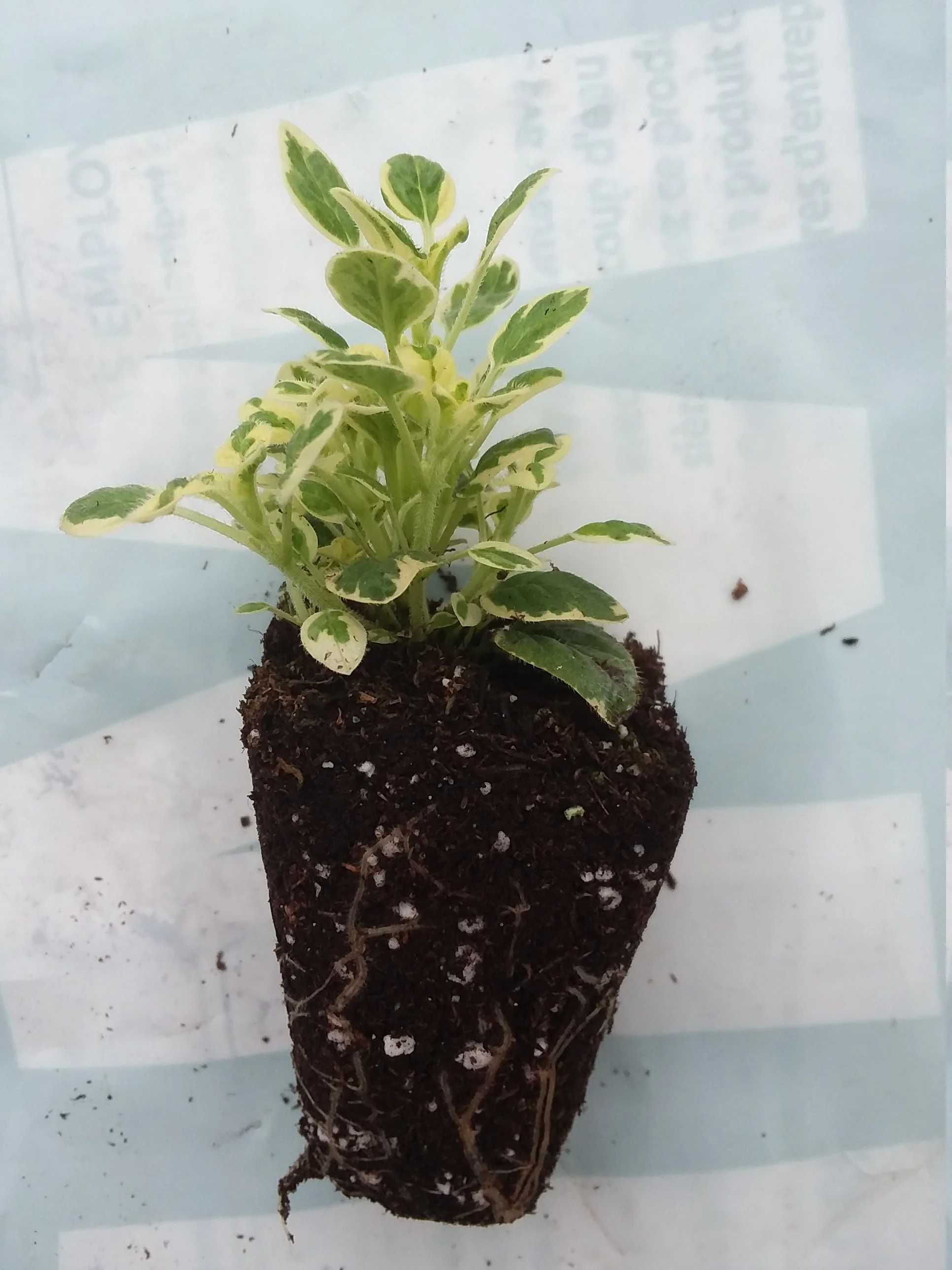 Variegated Oregano - Image 2