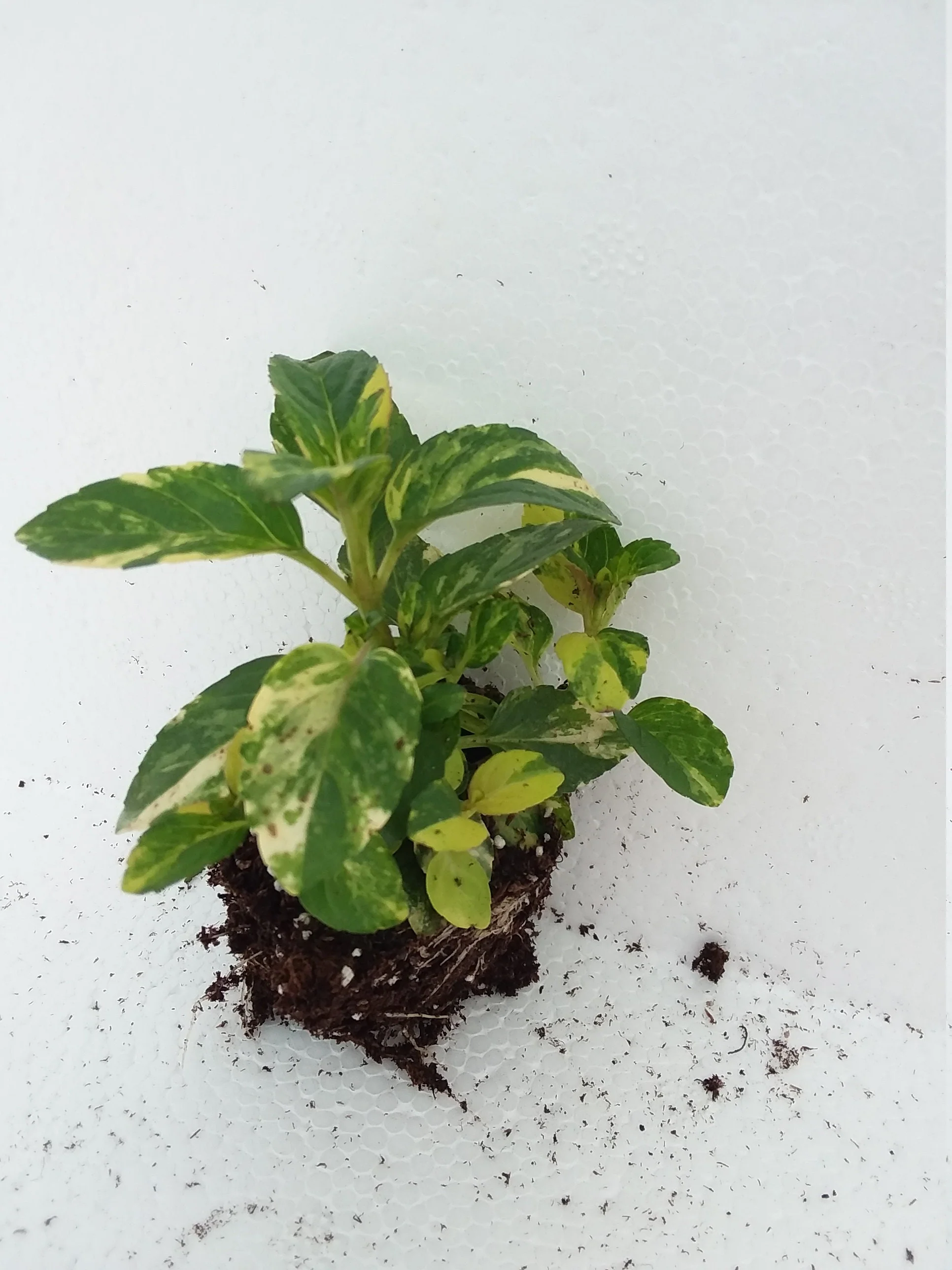 Variegated Peppermint