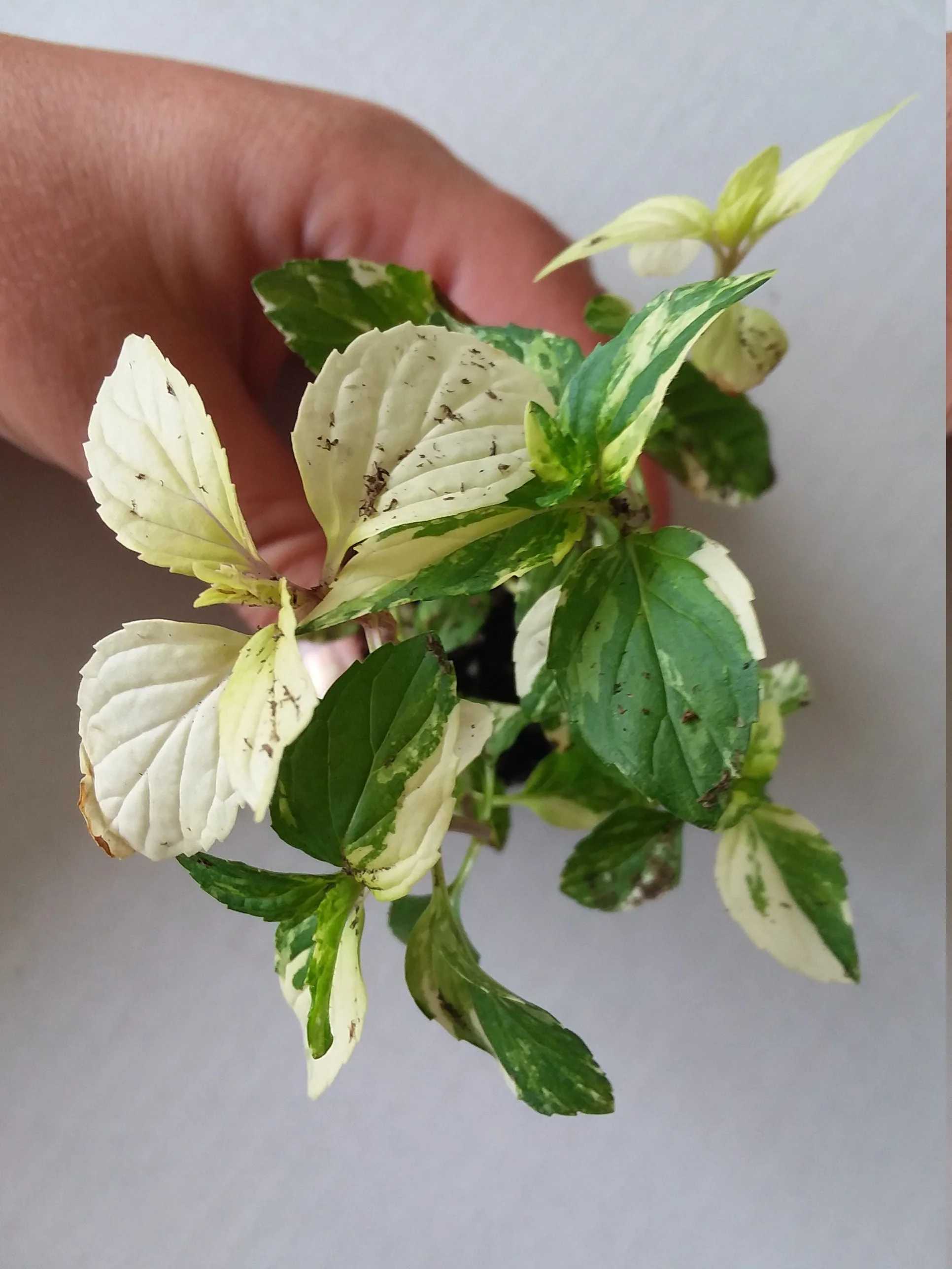 Variegated Peppermint - Image 2