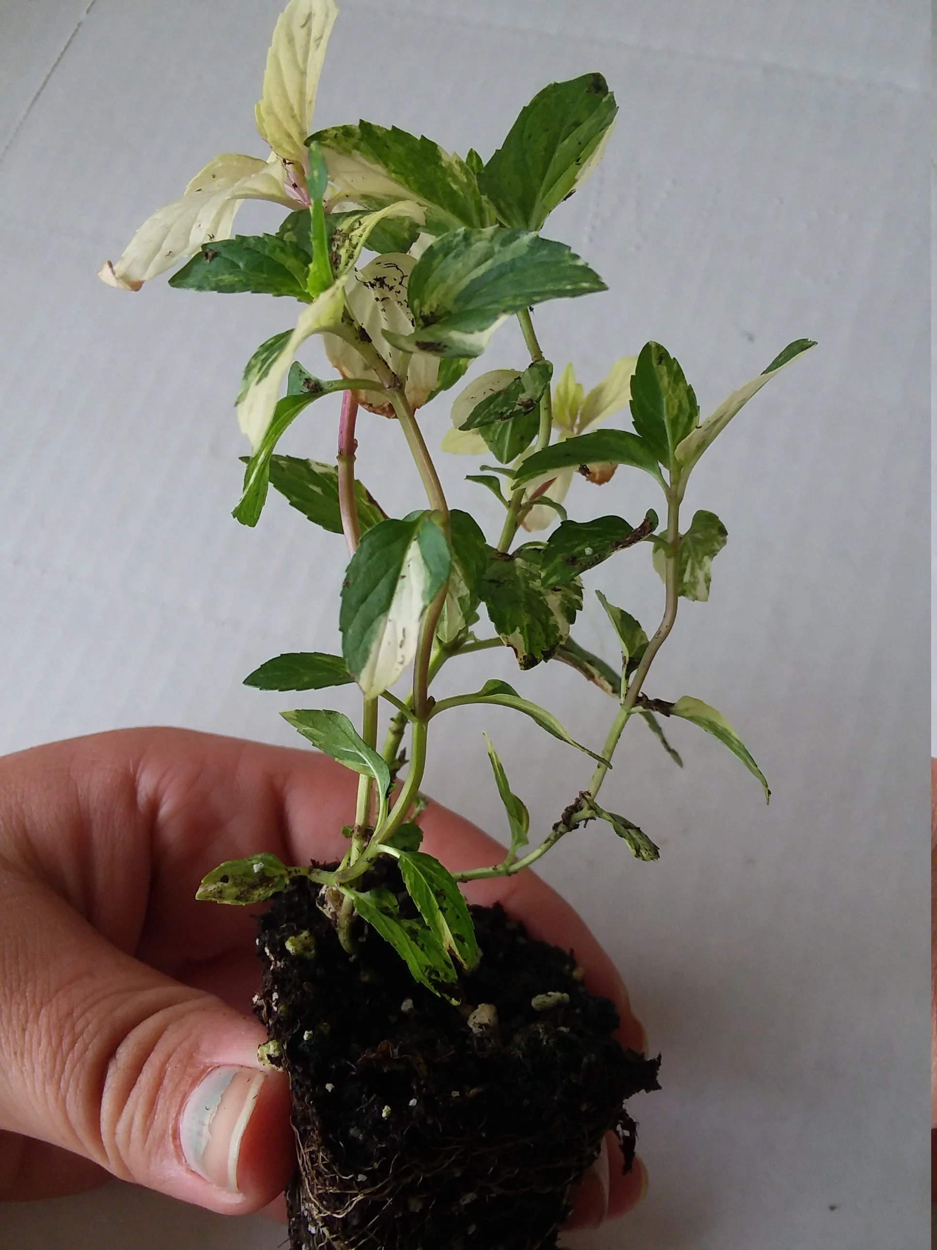 Variegated Peppermint - Image 3