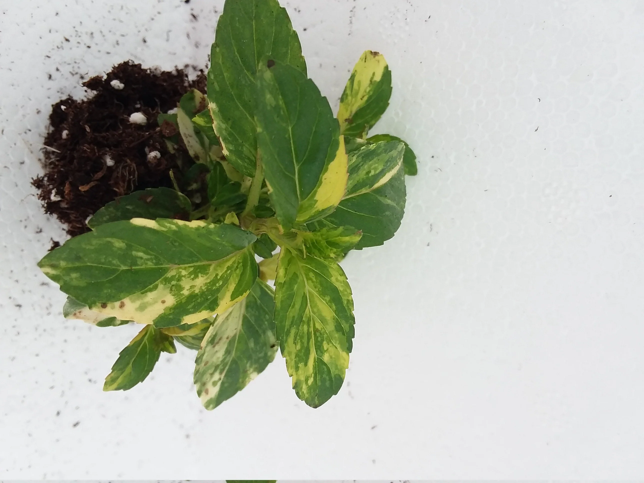 Variegated Peppermint - Image 4