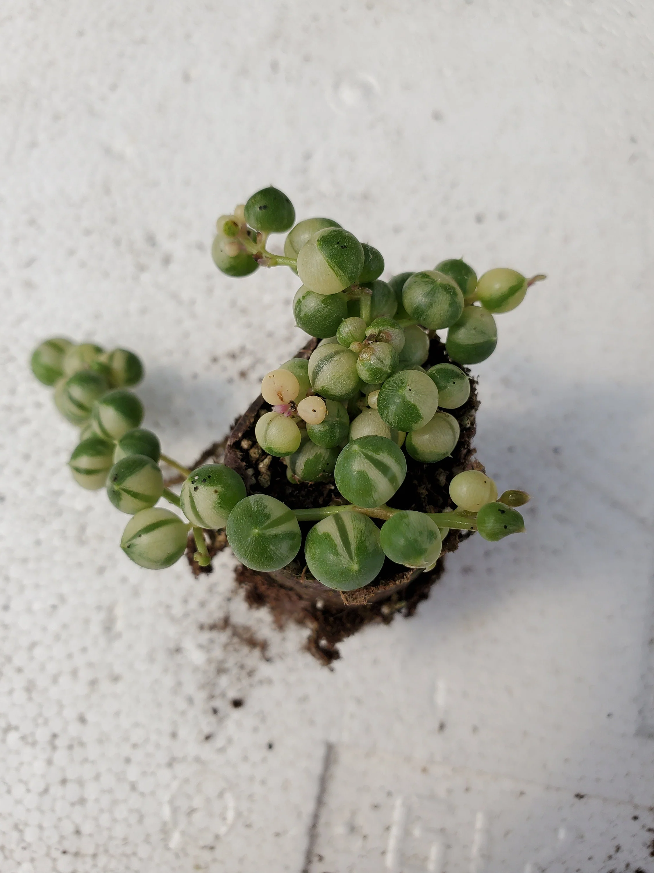 Variegated String of Pearls