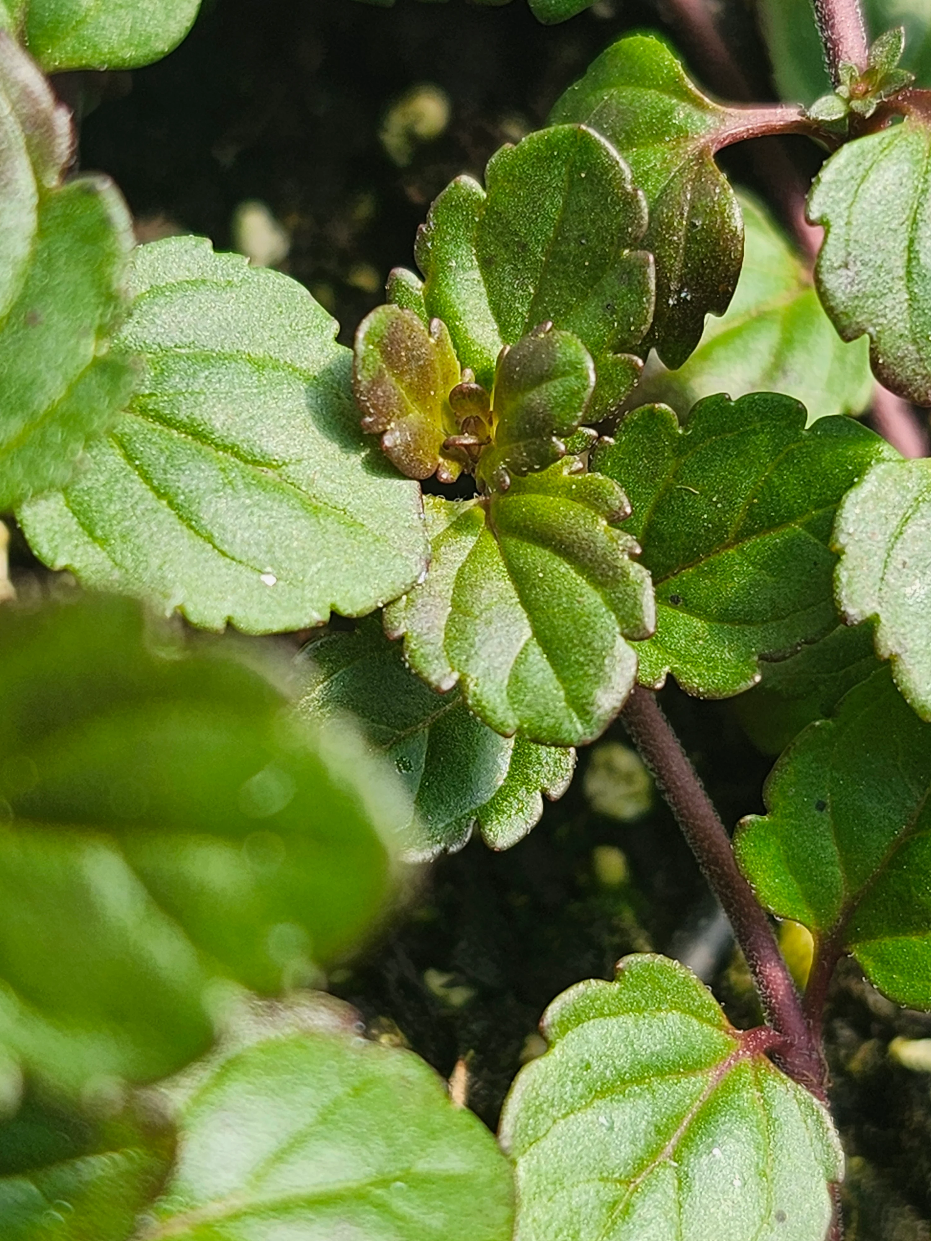 Veronica Peduncularis 'Waterperry Blue' Speedwell - Image 2