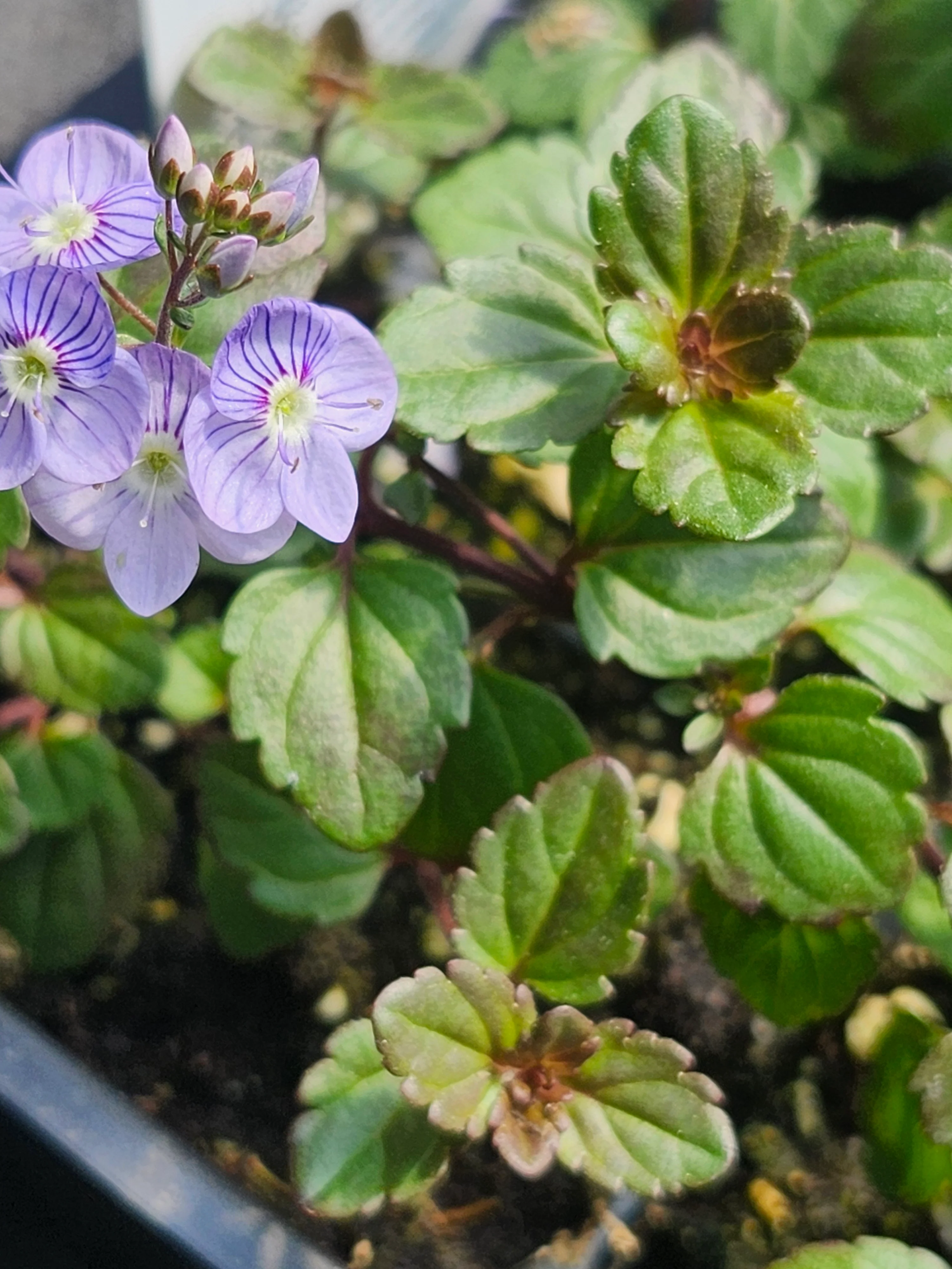 Veronica Peduncularis 'Waterperry Blue' Speedwell - Image 3