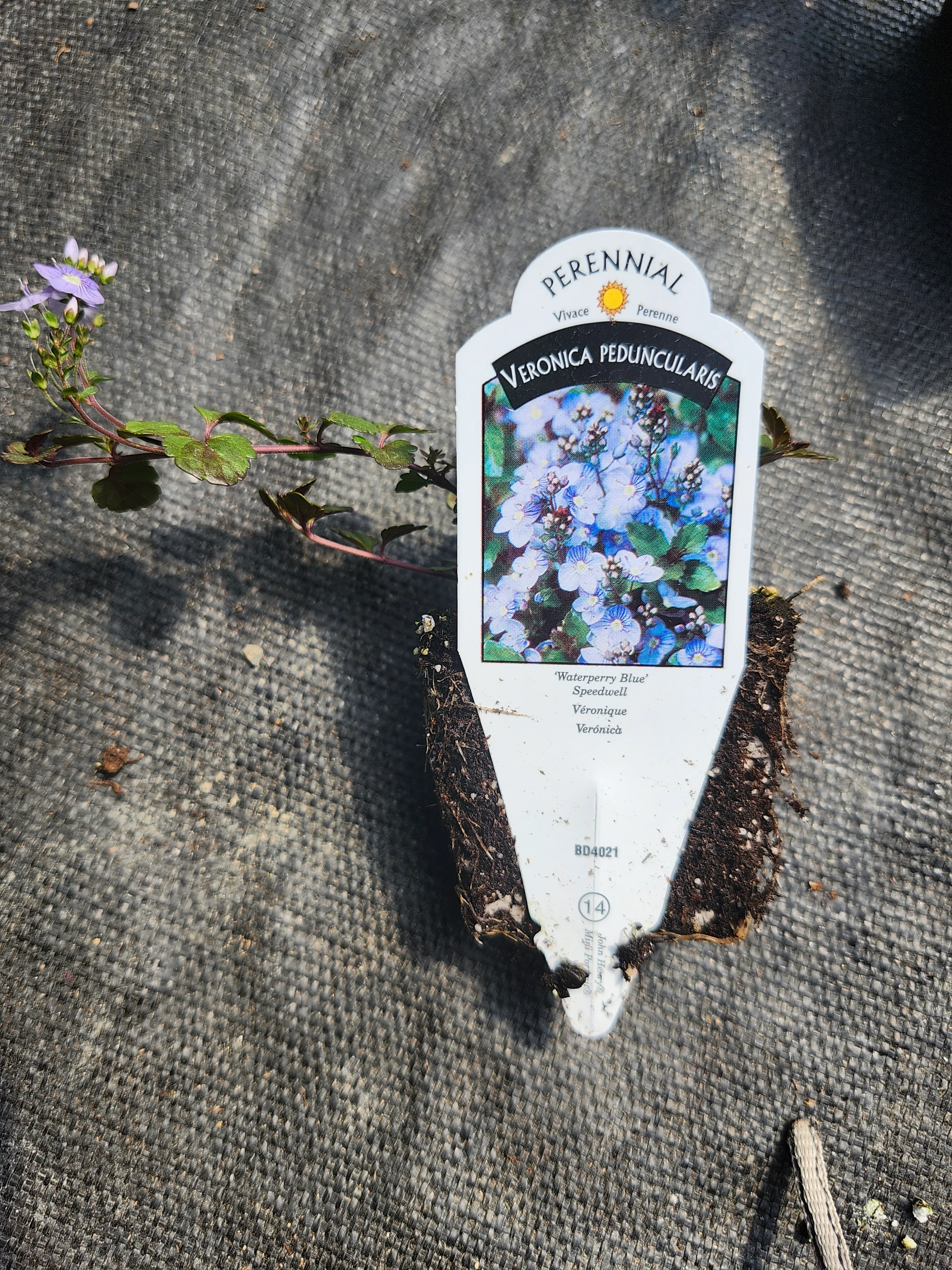 Veronica Peduncularis 'Waterperry Blue' Speedwell - Image 4