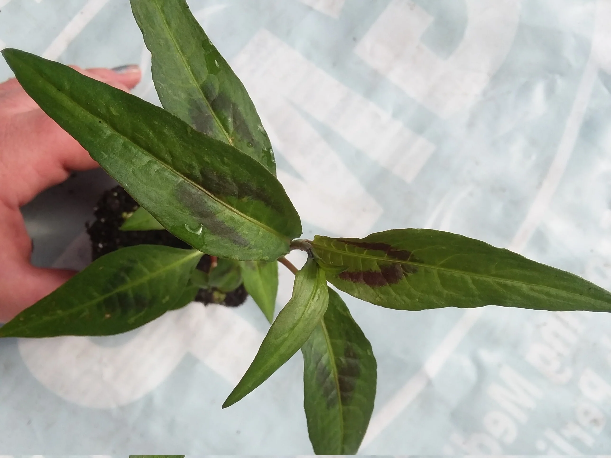 Vietnamese Coriander