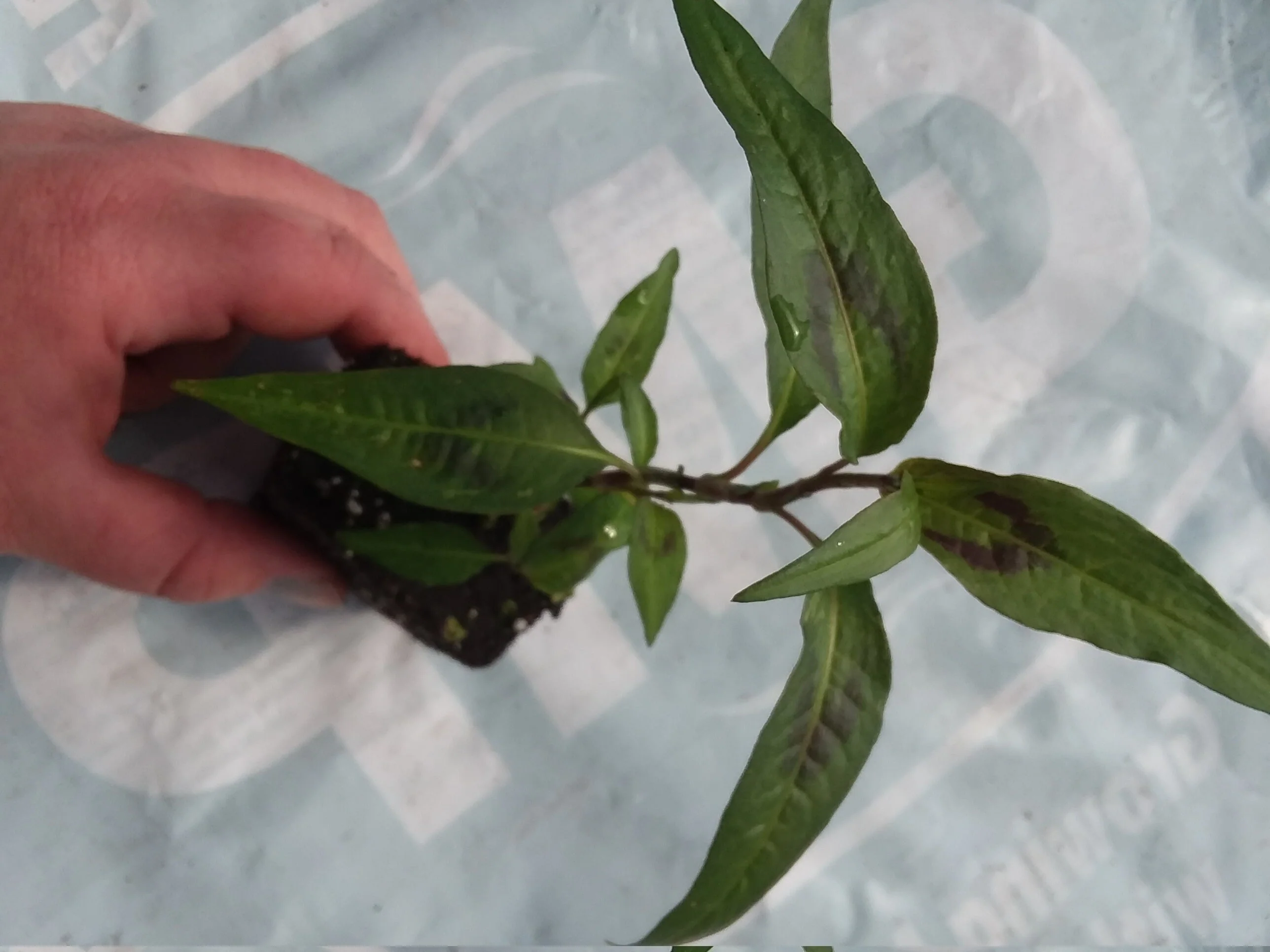 Vietnamese Coriander - Image 2