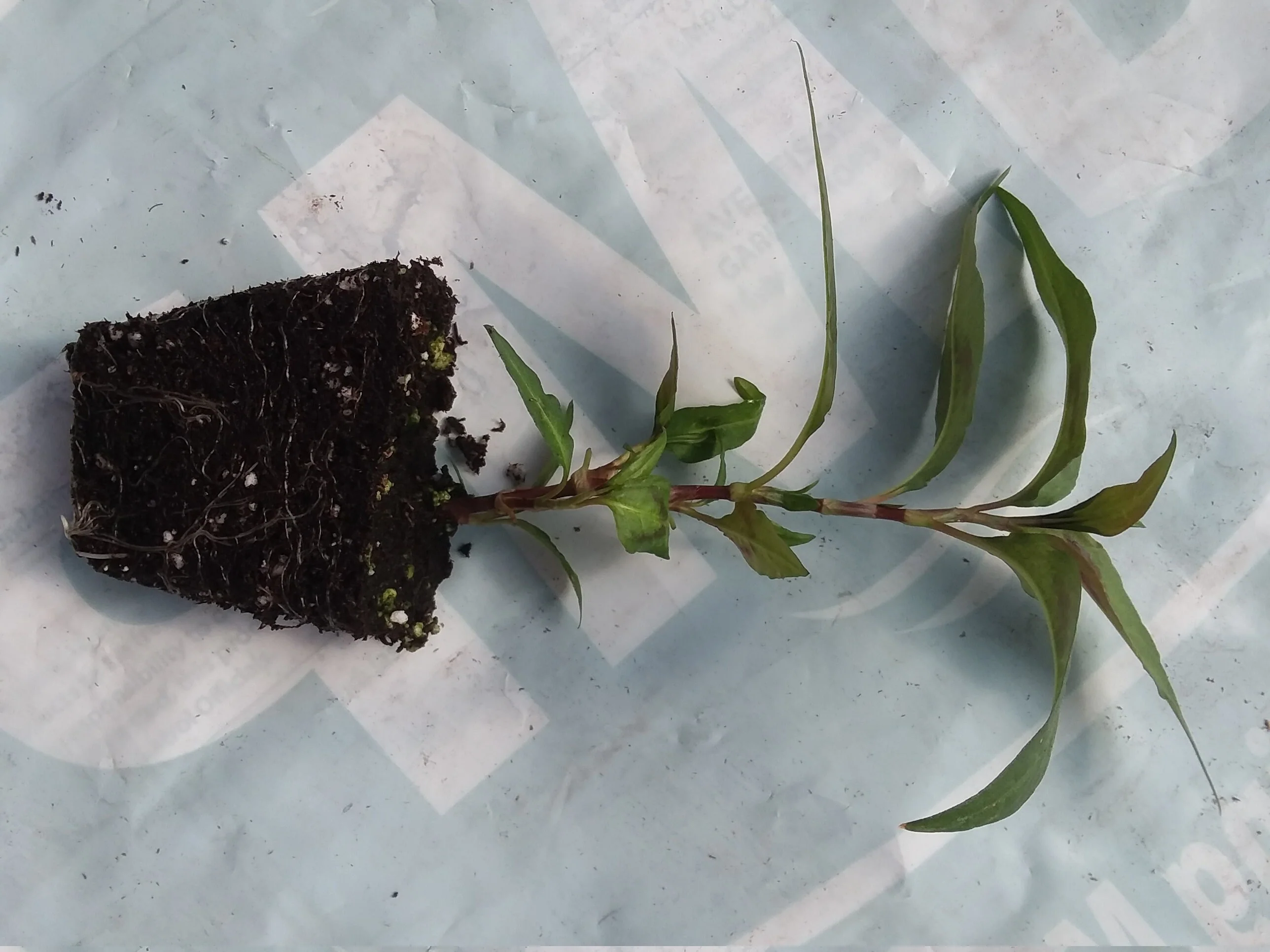 Vietnamese Coriander - Image 3