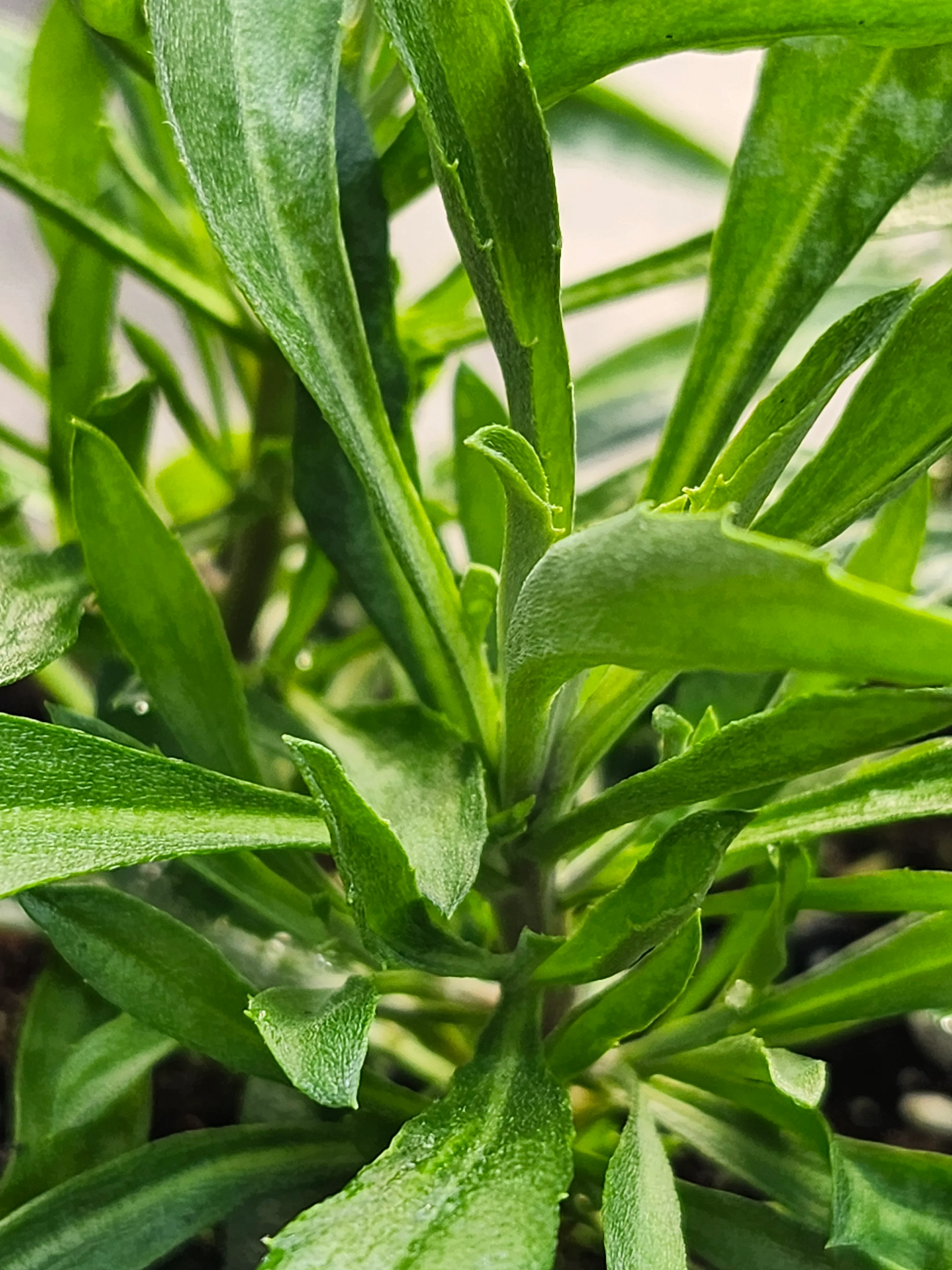 Erysimum Winter Orchid - Image 2