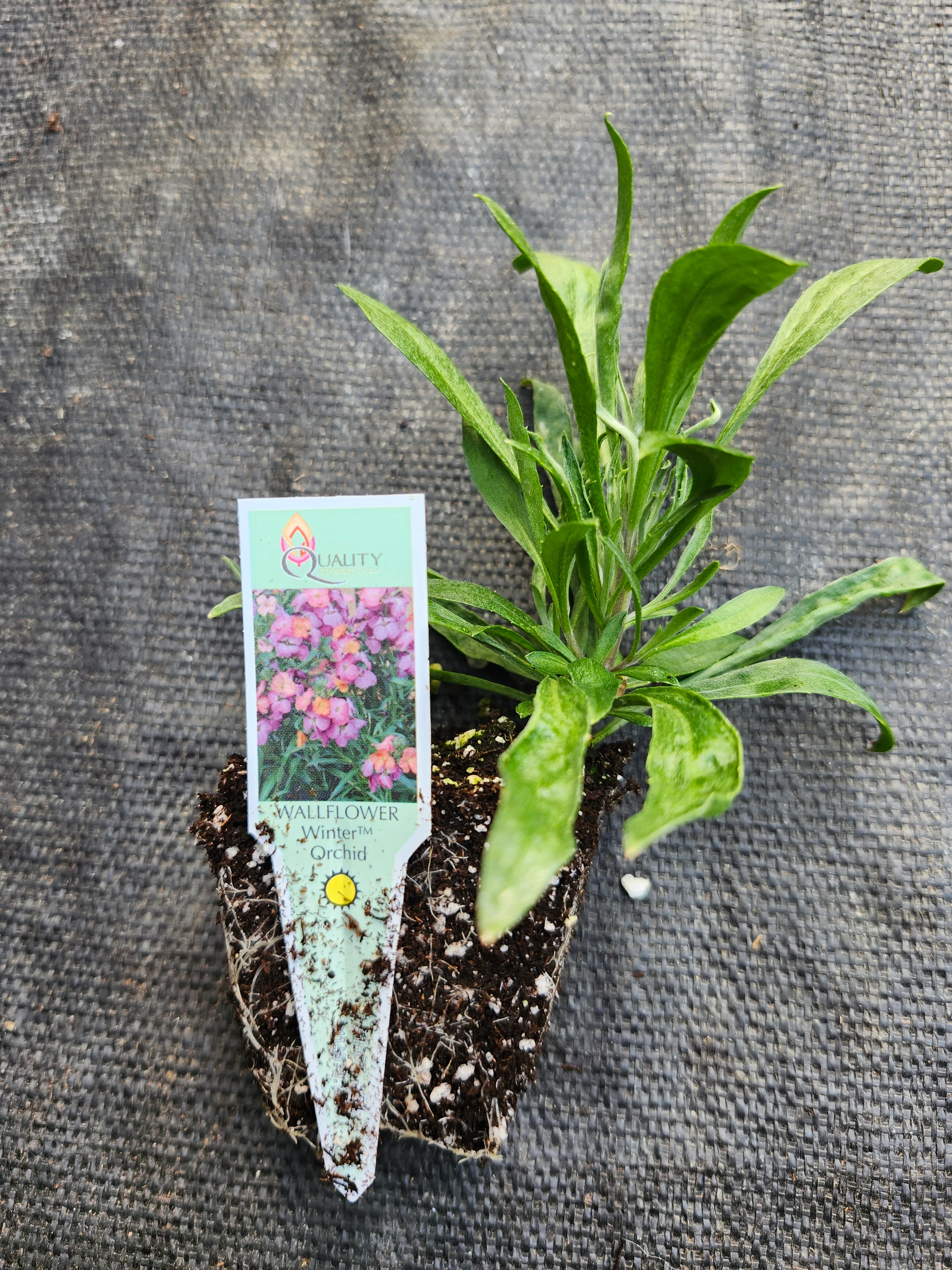 Erysimum Winter Orchid - Image 3