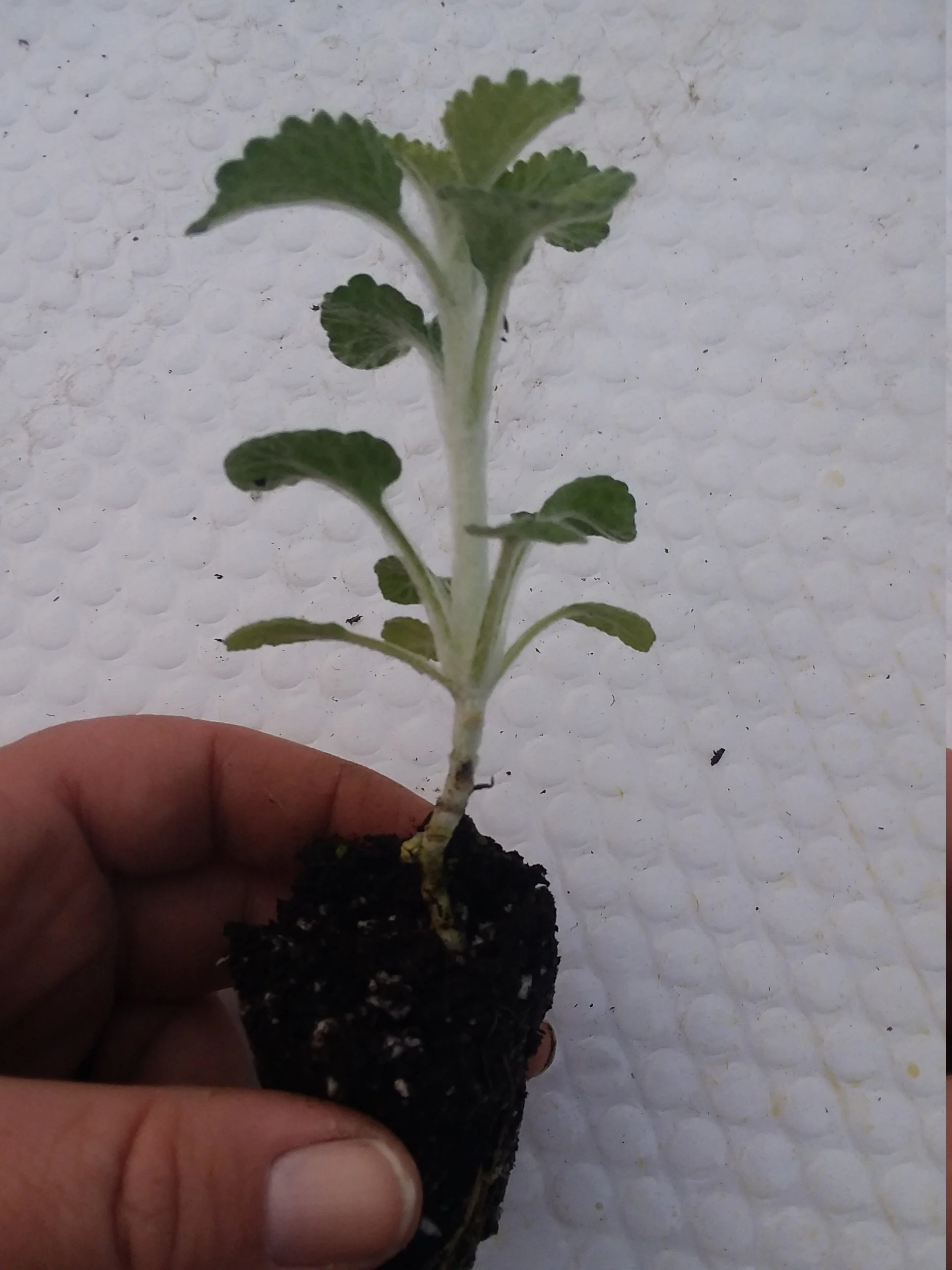 White Horehound Starter marrubium vulgare - Image 2