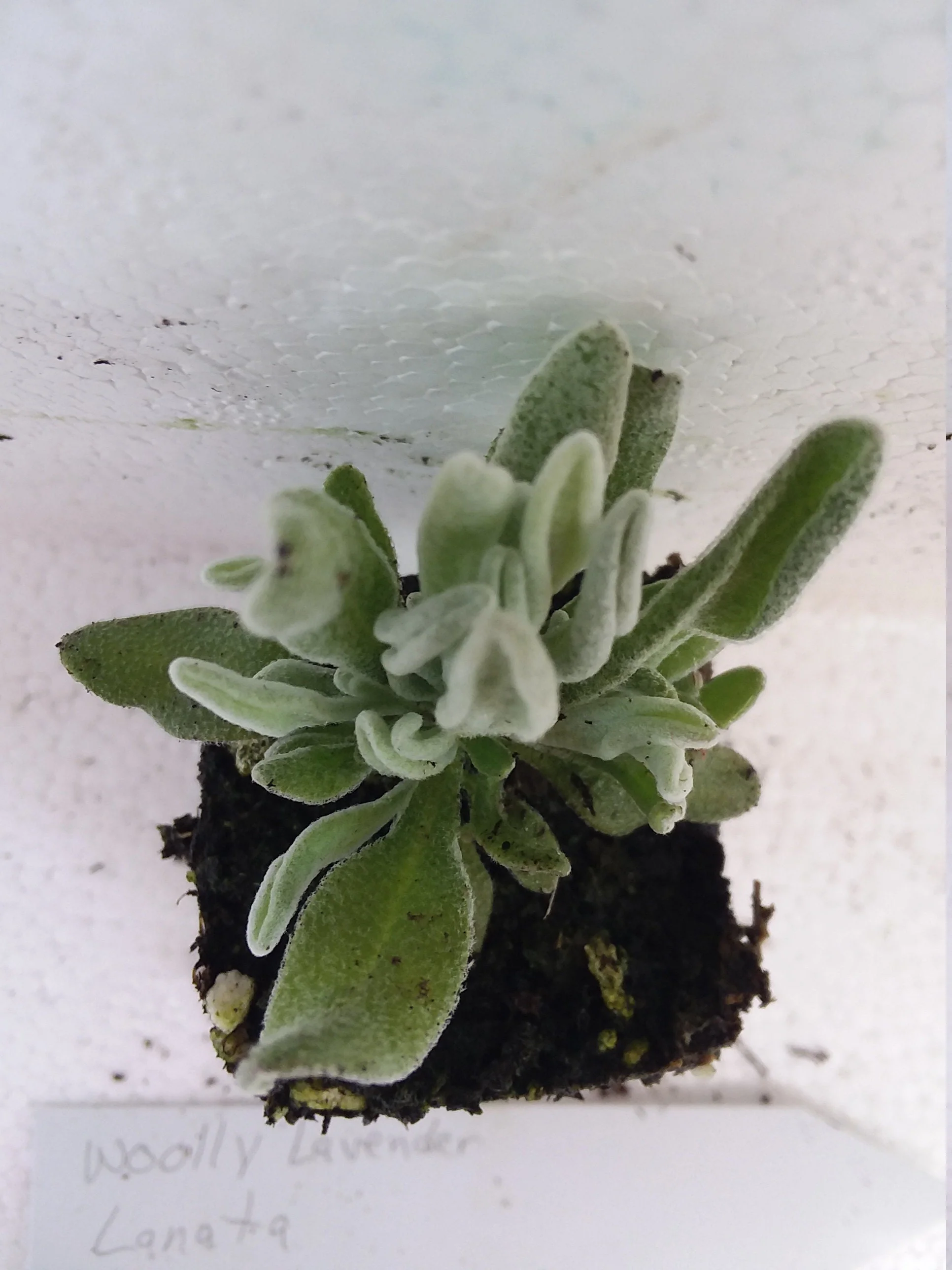 Woolly Lavender starter plant  Lavender Lanata
