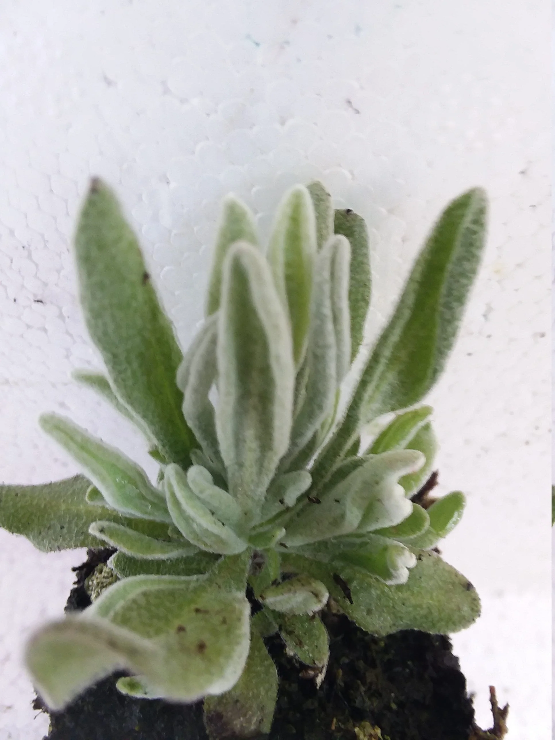 Woolly Lavender starter plant  Lavender Lanata - Image 2
