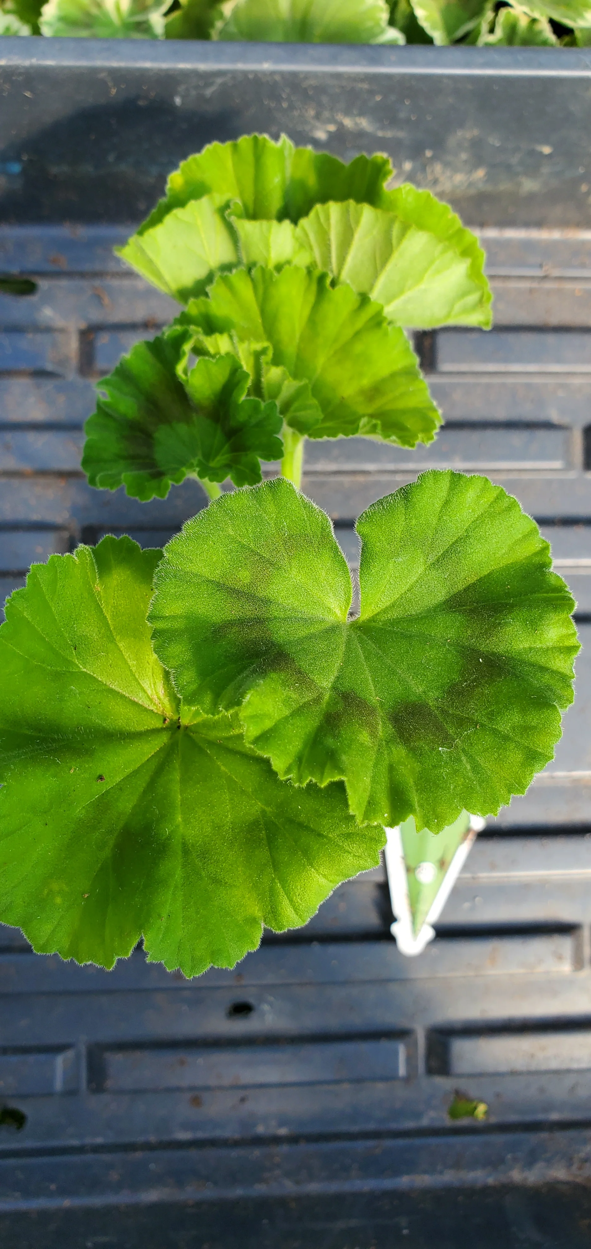 Zonal Geranium Bartlett's Charity