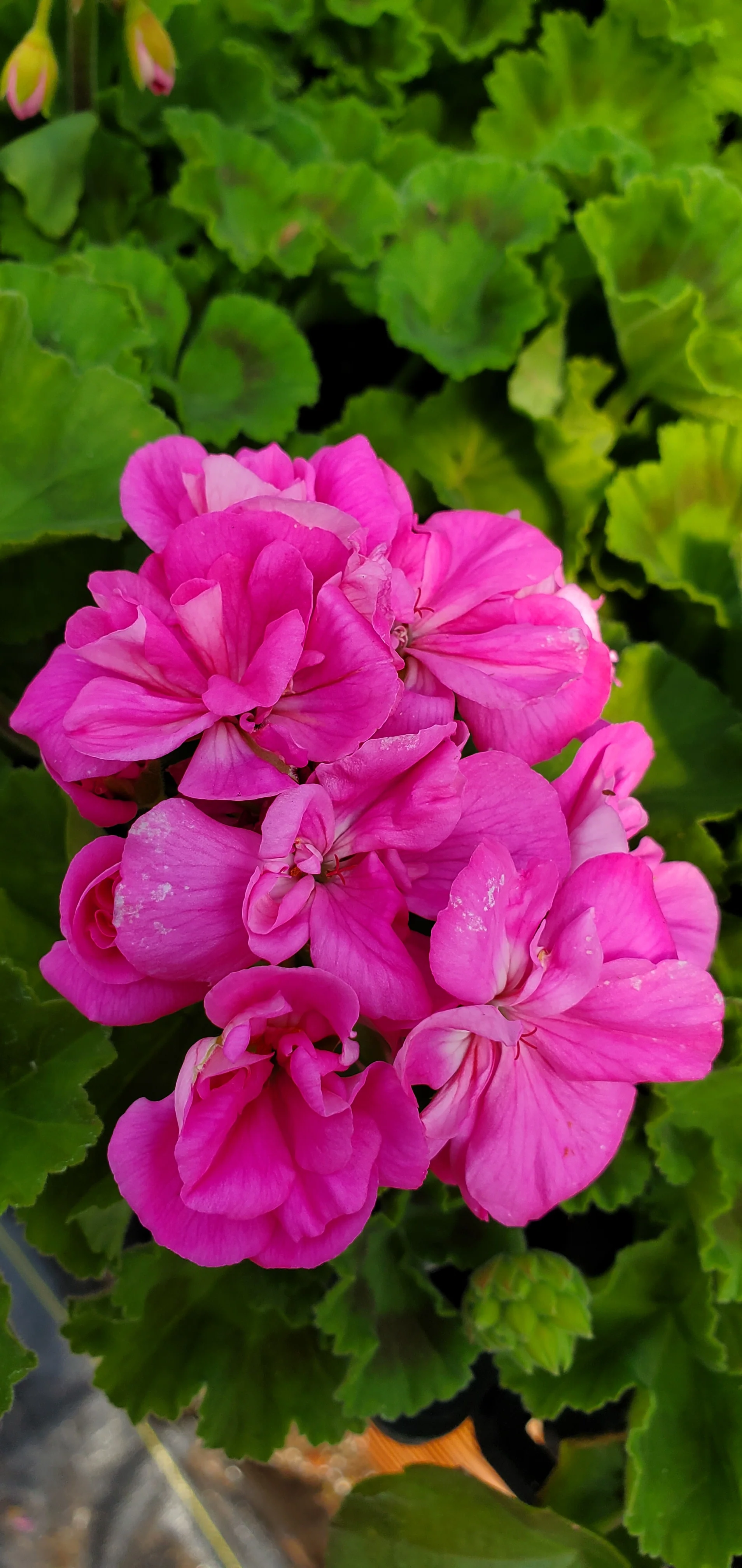 Zonal Geranium Bartlett's Charity - Image 2
