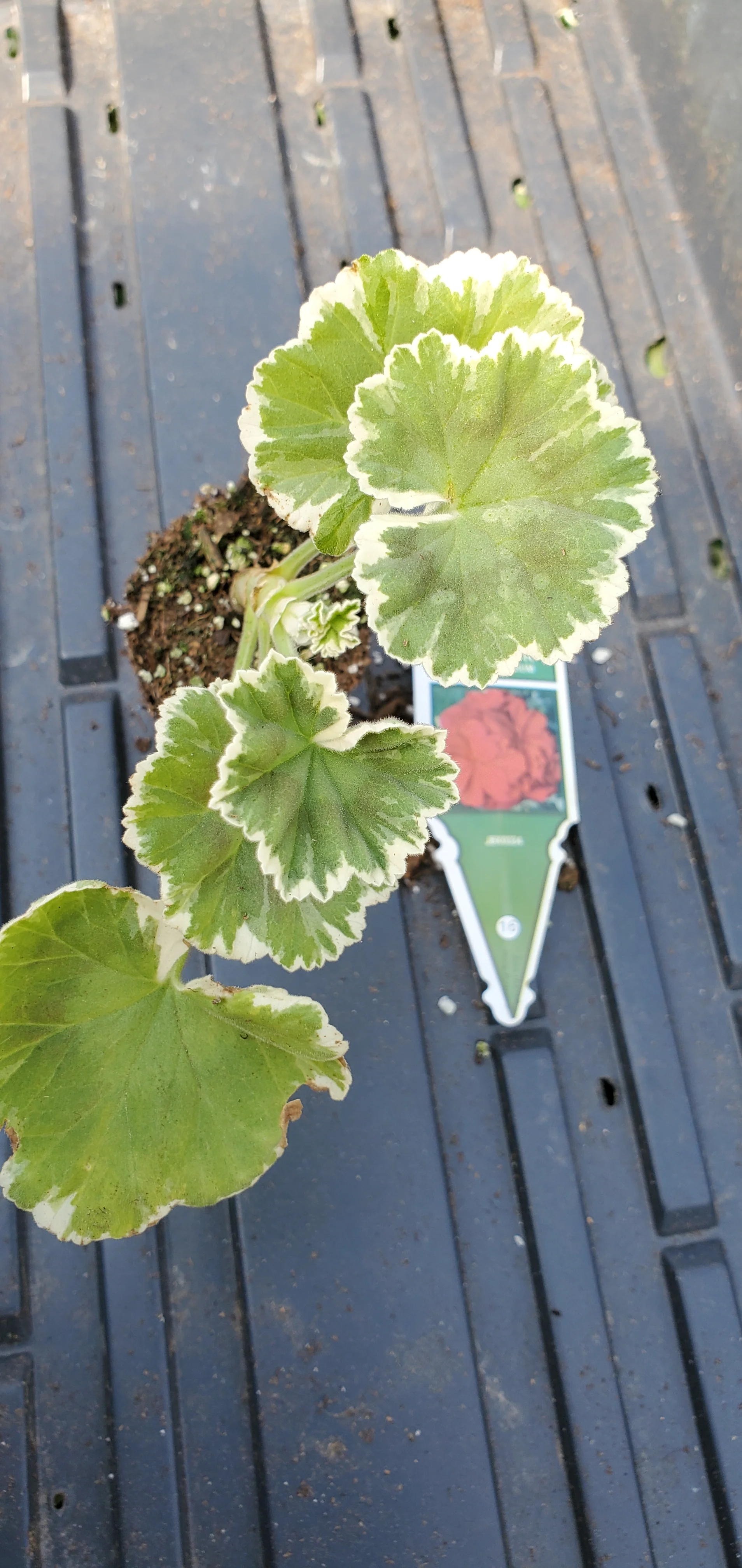 Zonal Geranium Madame Langguth