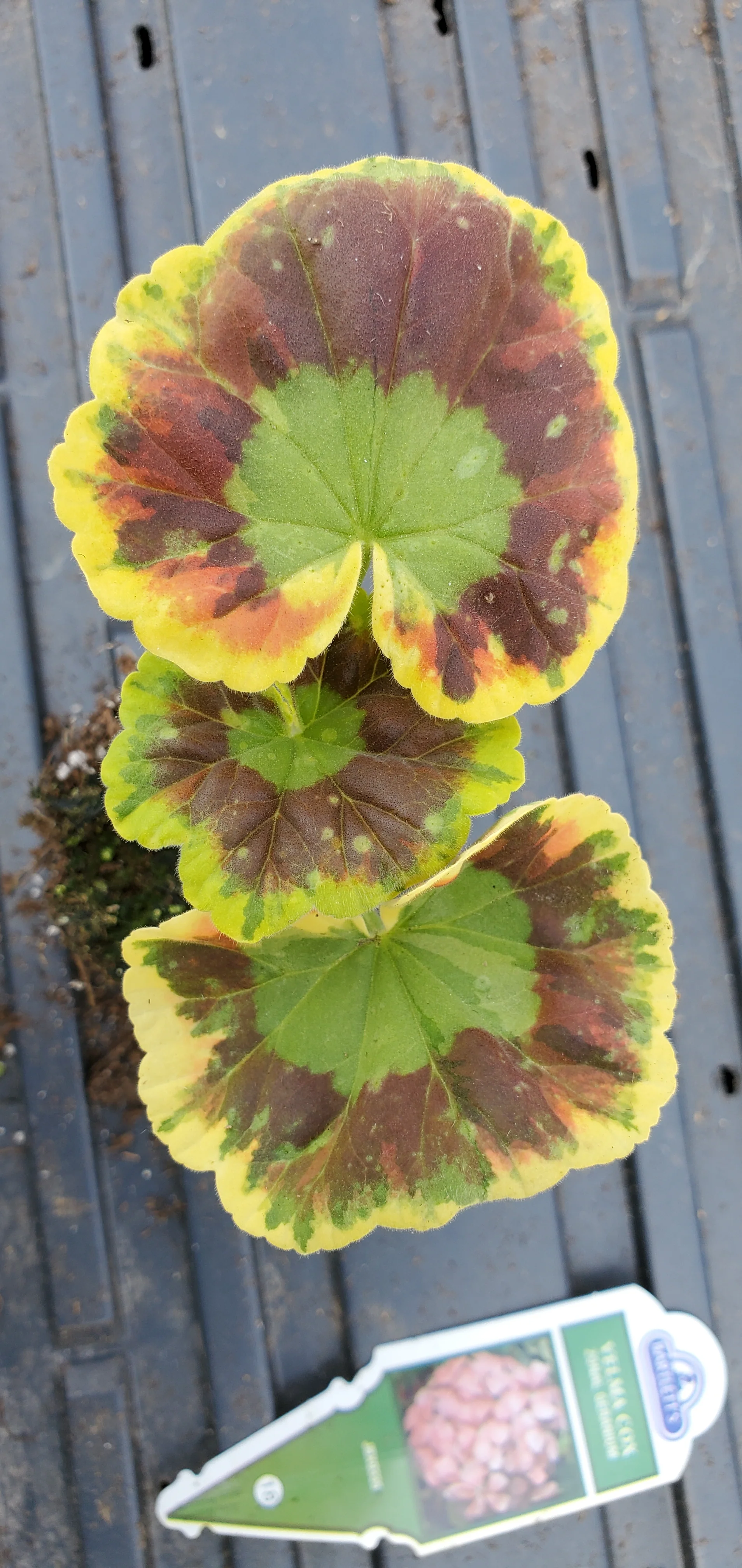 Zonal Geranium Velma Cox